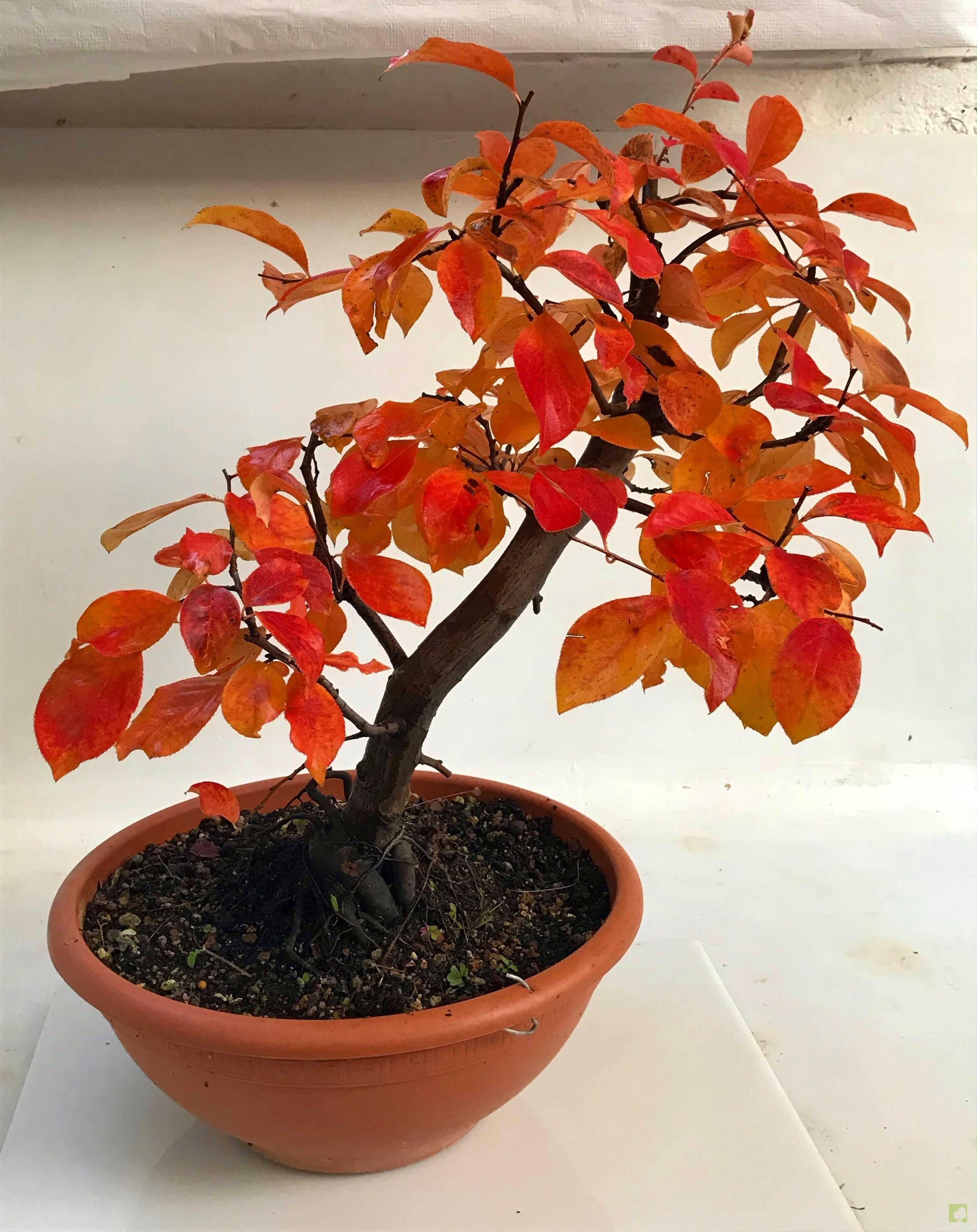 PREBONSAI PSEUDOCYDONIA SINESIS PREBONSAI PSEUDOCYDONIA SINESIS