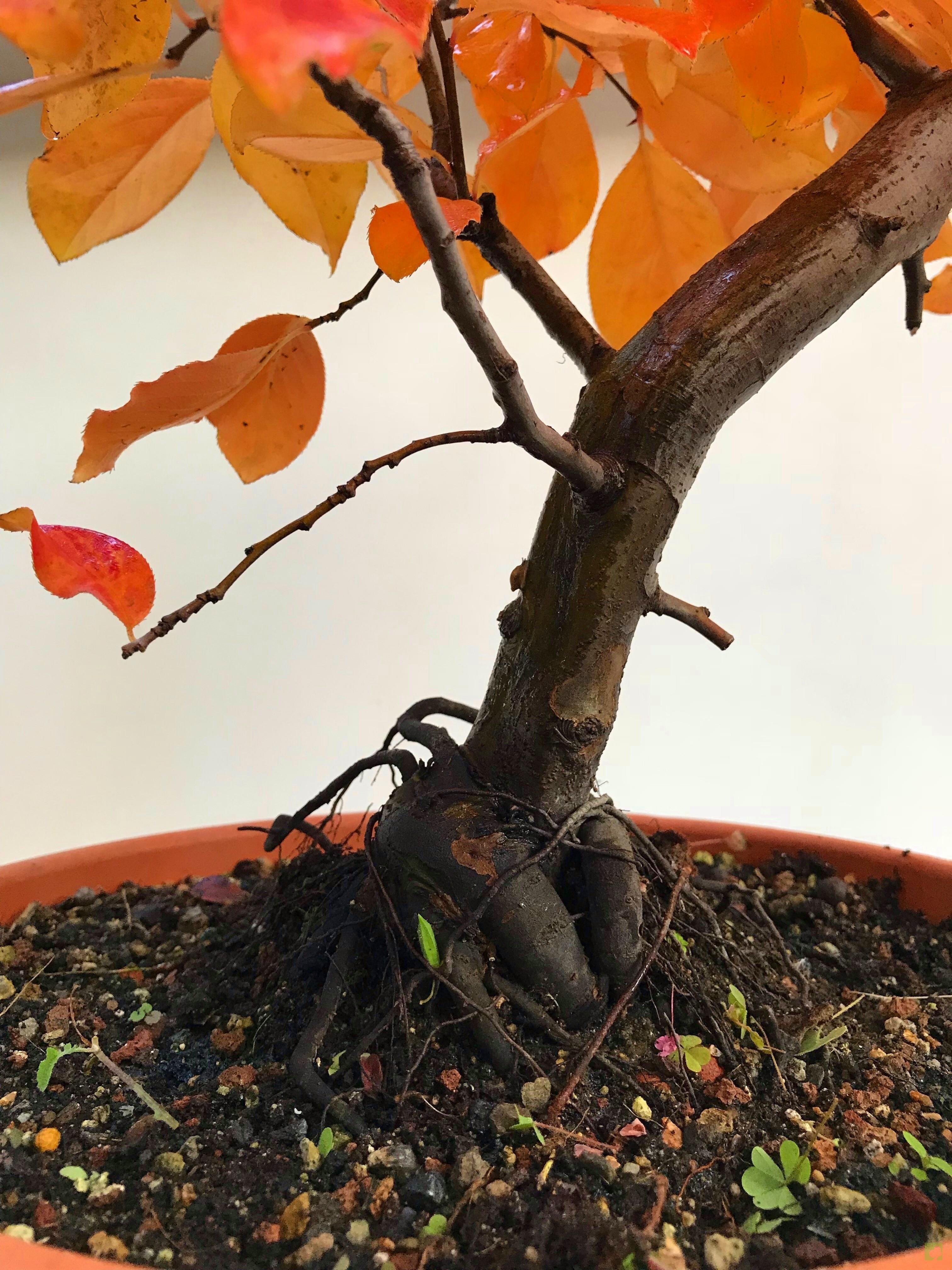 PREBONSAI PSEUDOCYDONIA SINESIS PREBONSAI PSEUDOCYDONIA SINESIS