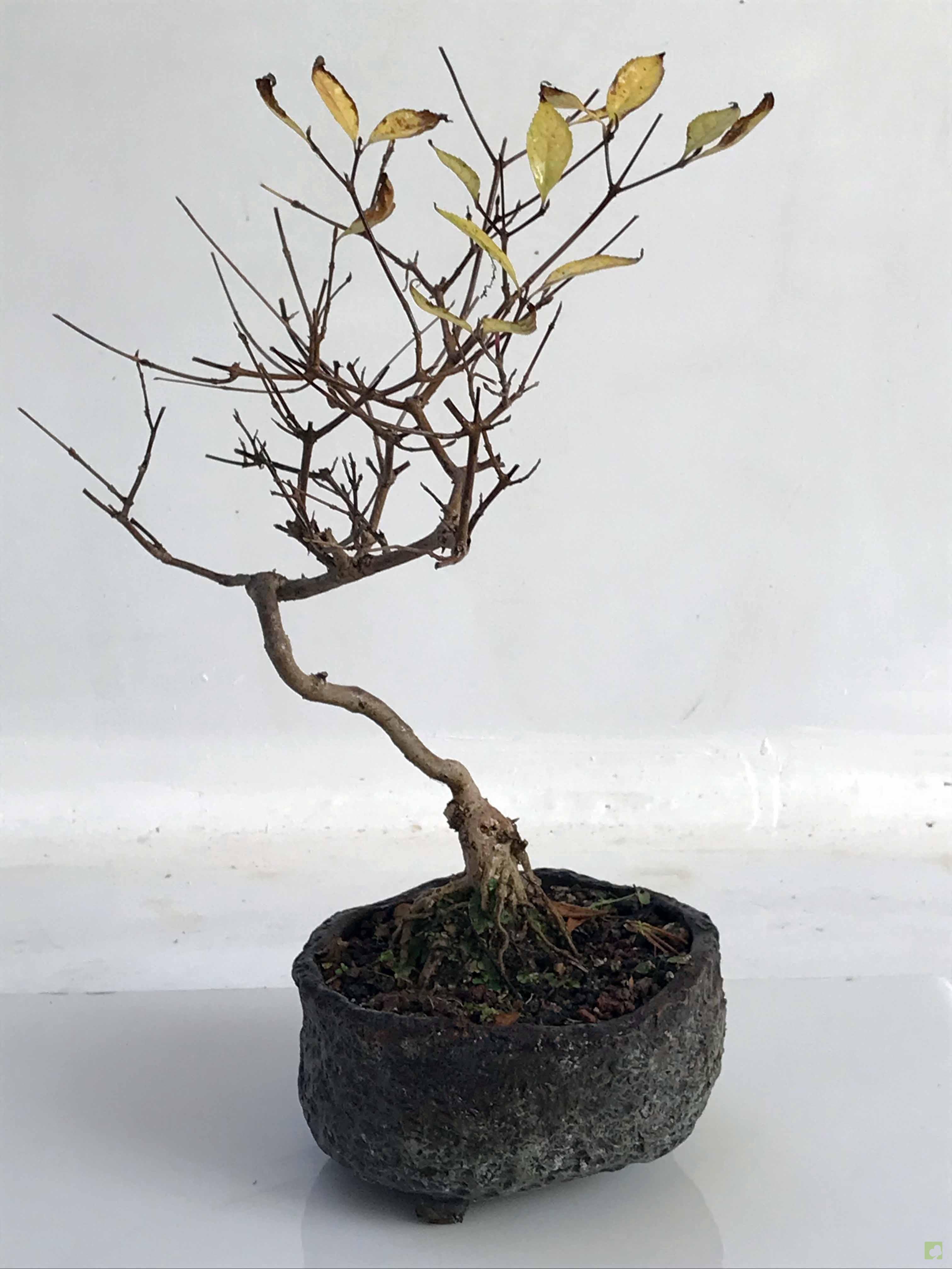 BONSAI CALLICARPA JAPONICA BONSAI CALLICARPA JAPONICA