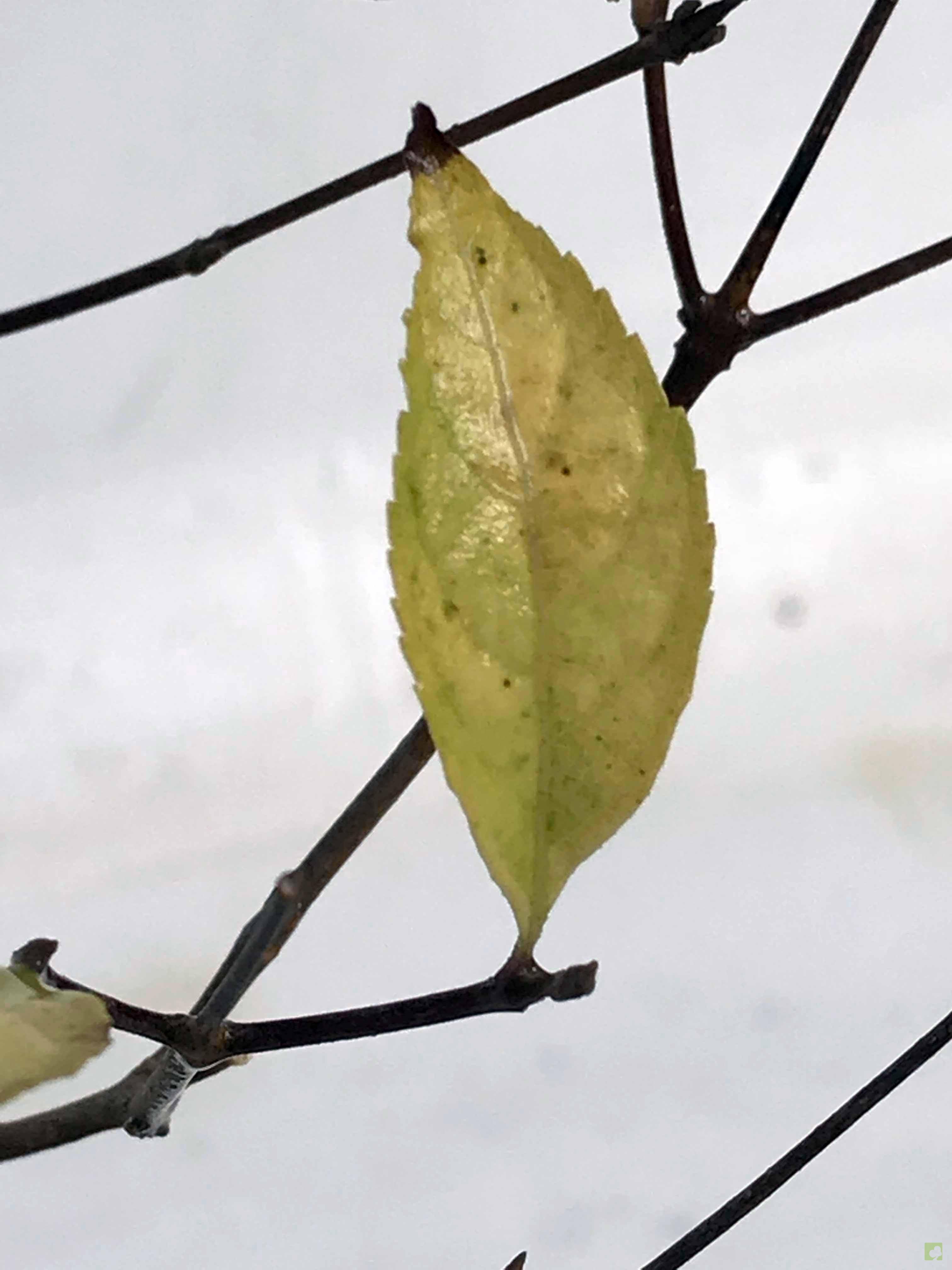 BONSAI CALLICARPA JAPONICA BONSAI CALLICARPA JAPONICA