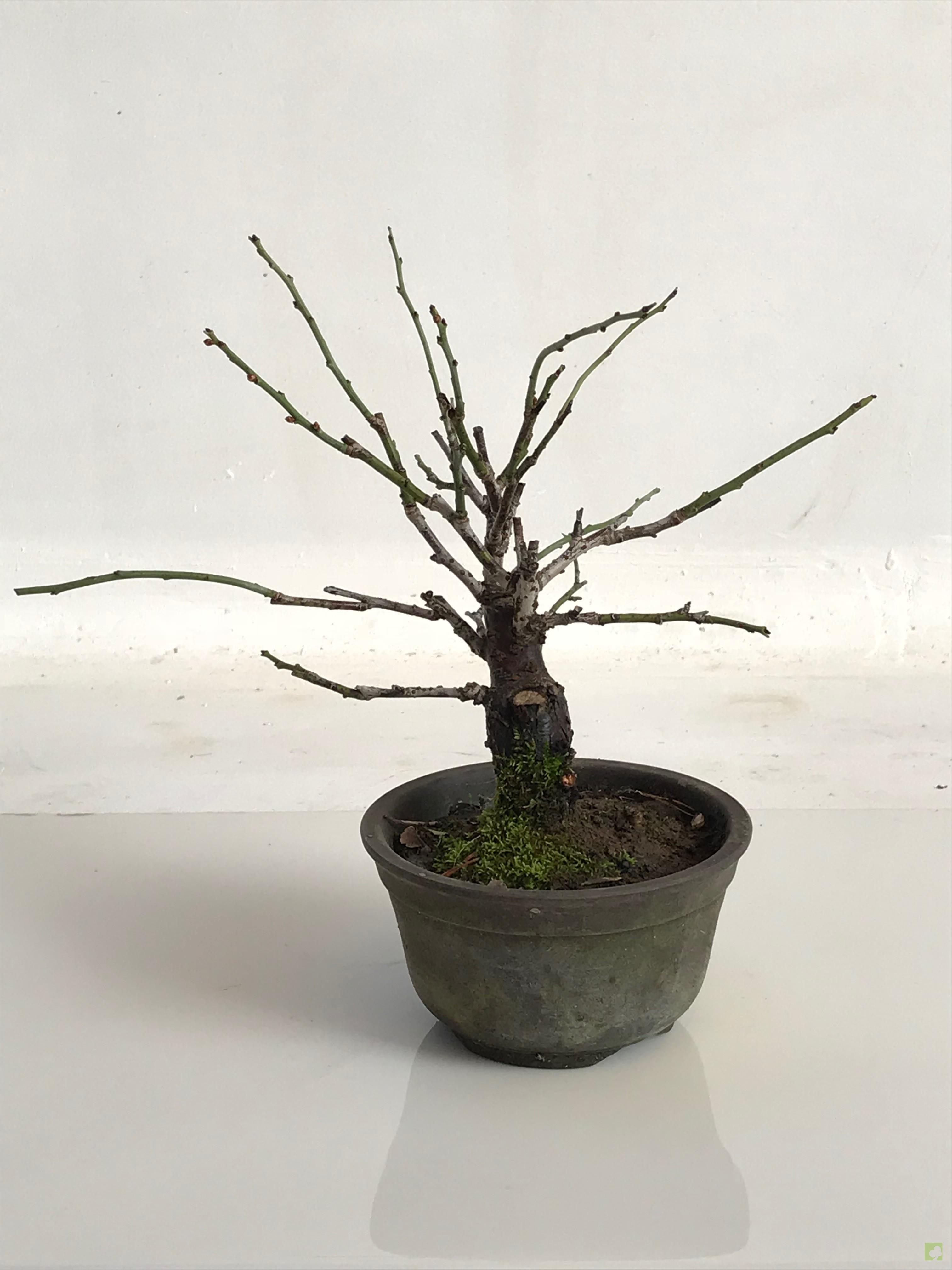 MAME PRUNUS MUME MAME PRUNUS MUME