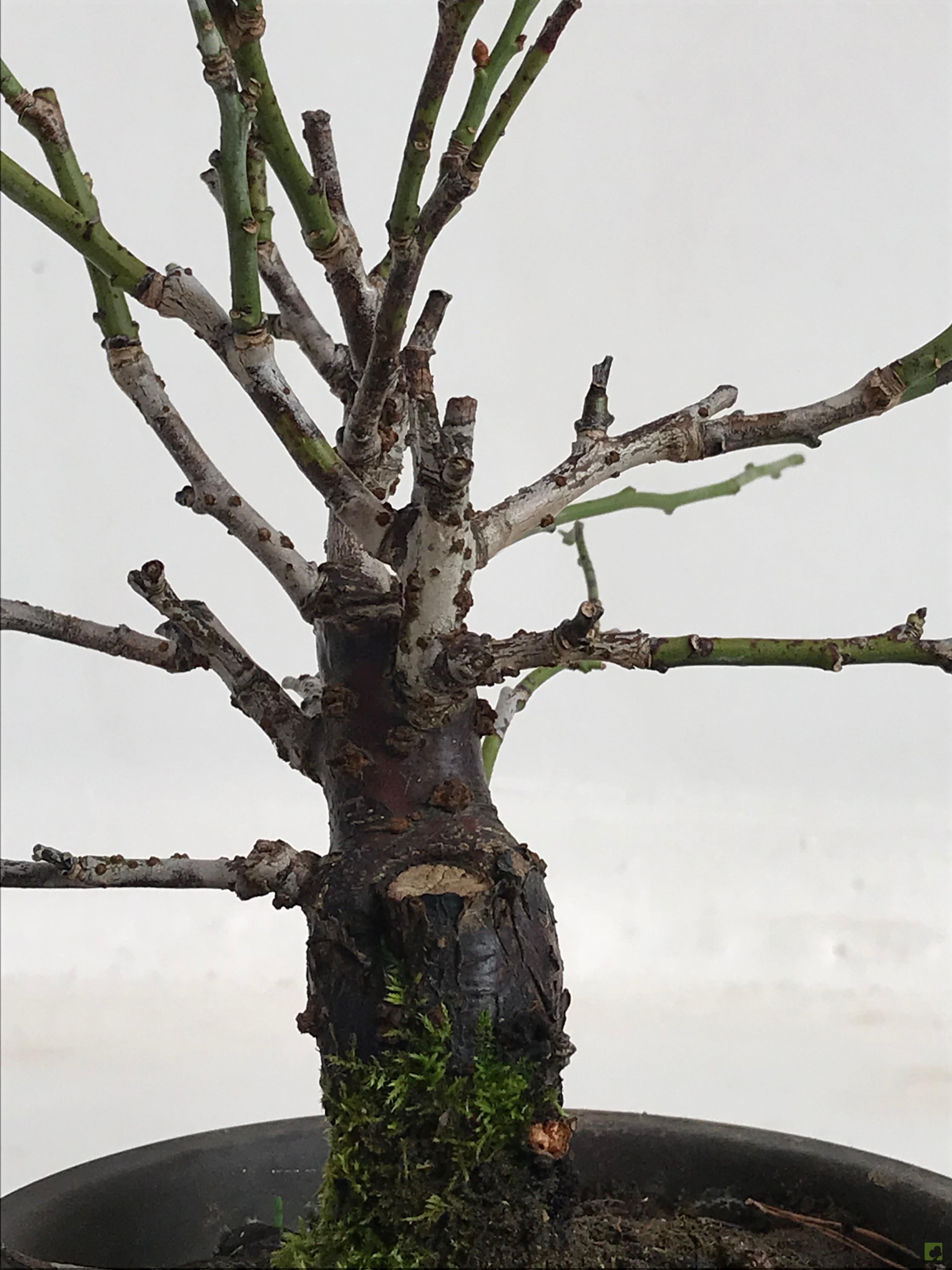 MAME PRUNUS MUME MAME PRUNUS MUME