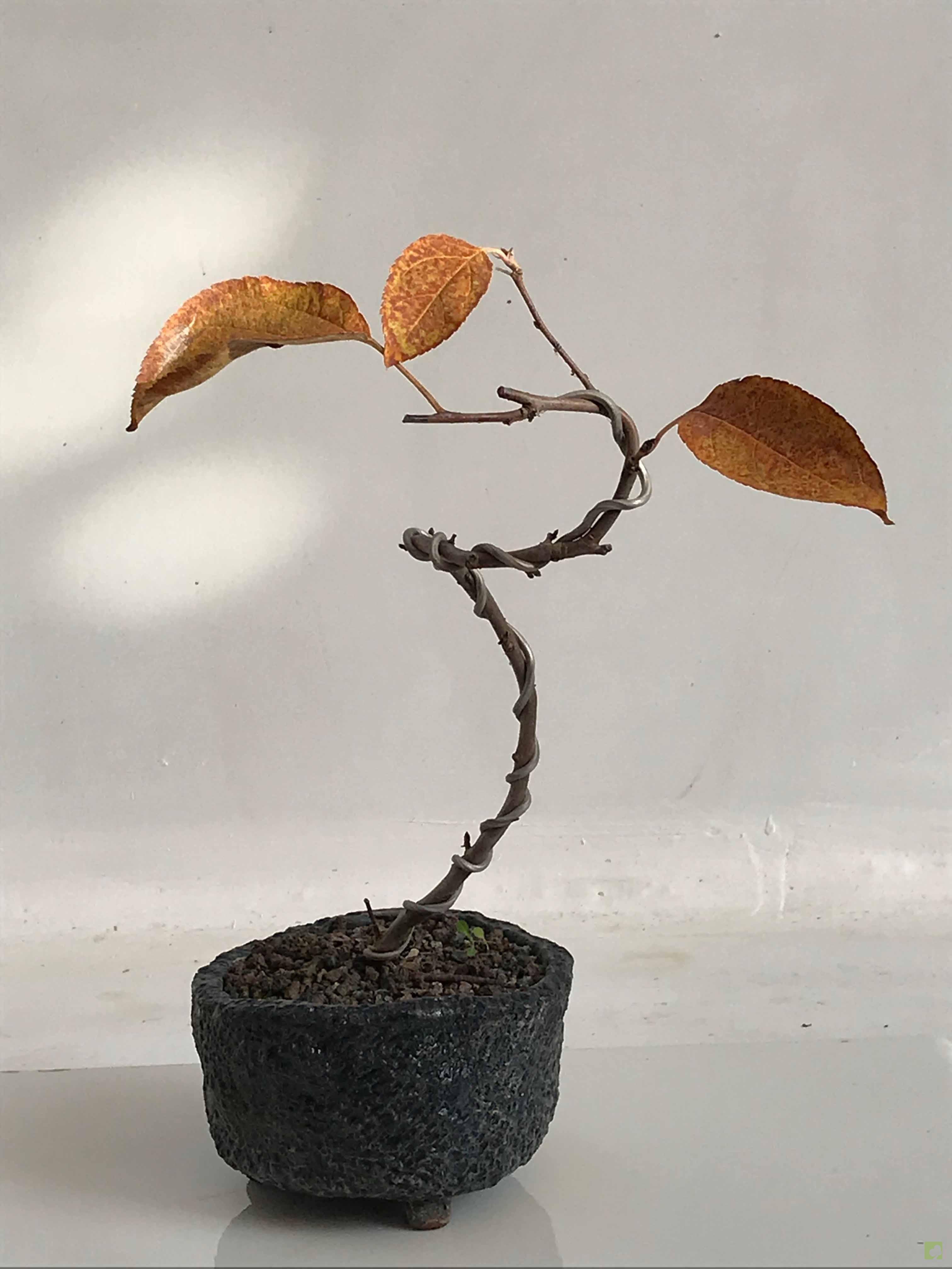 BONSAI DE MALUS EVEREST BONSAI DE MALUS EVEREST