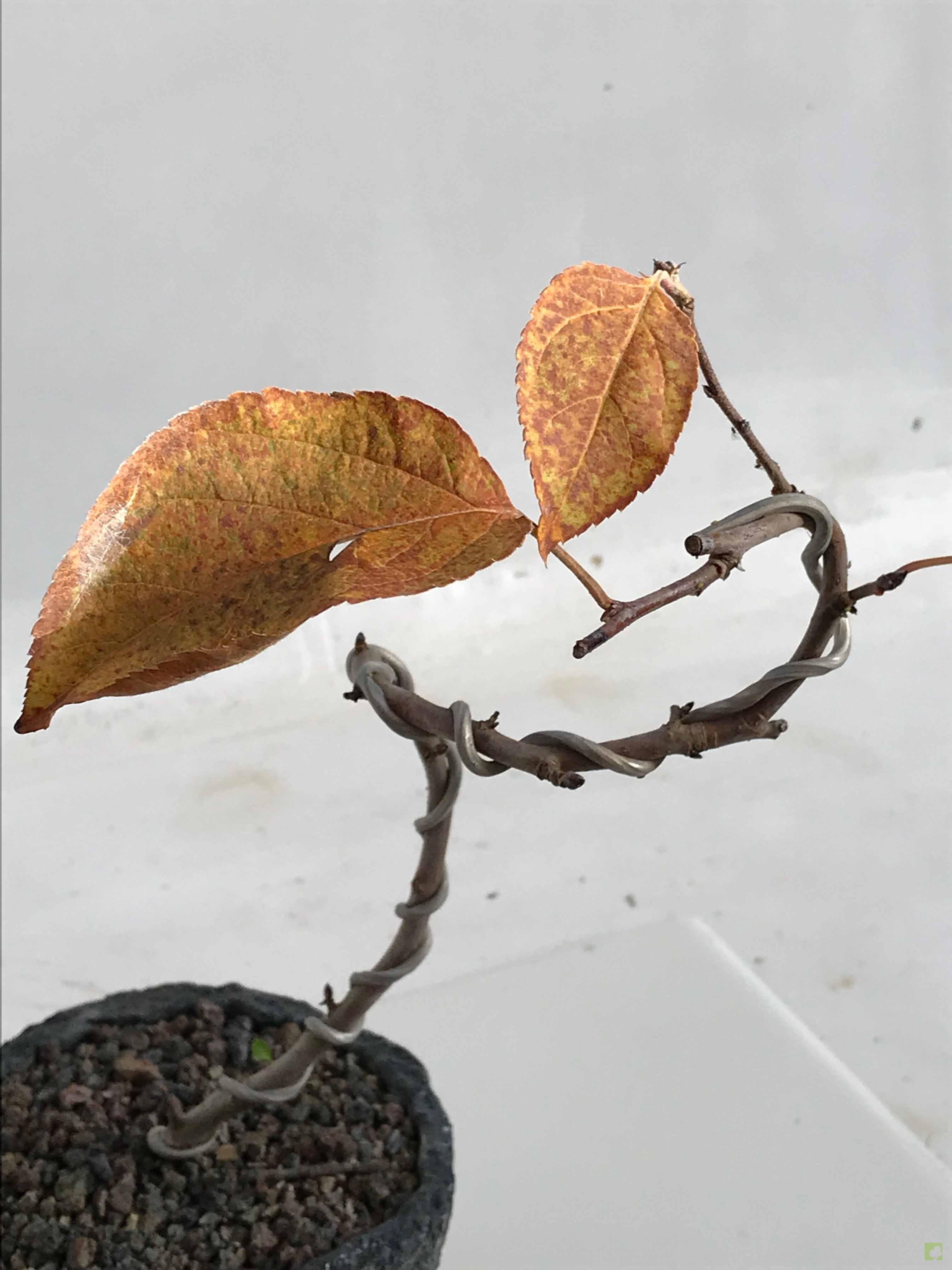 BONSAI DE MALUS EVEREST BONSAI DE MALUS EVEREST