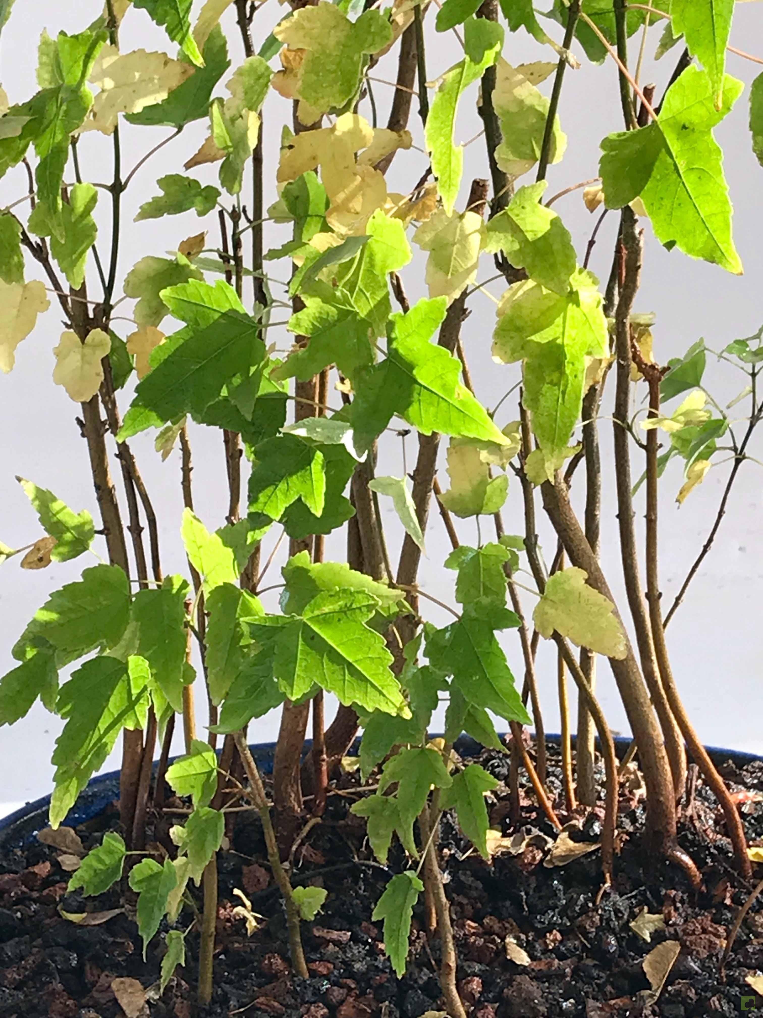 BOSQUE DE ACER BURGERIANOS BOSQUE DE ACER BURGERIANOS