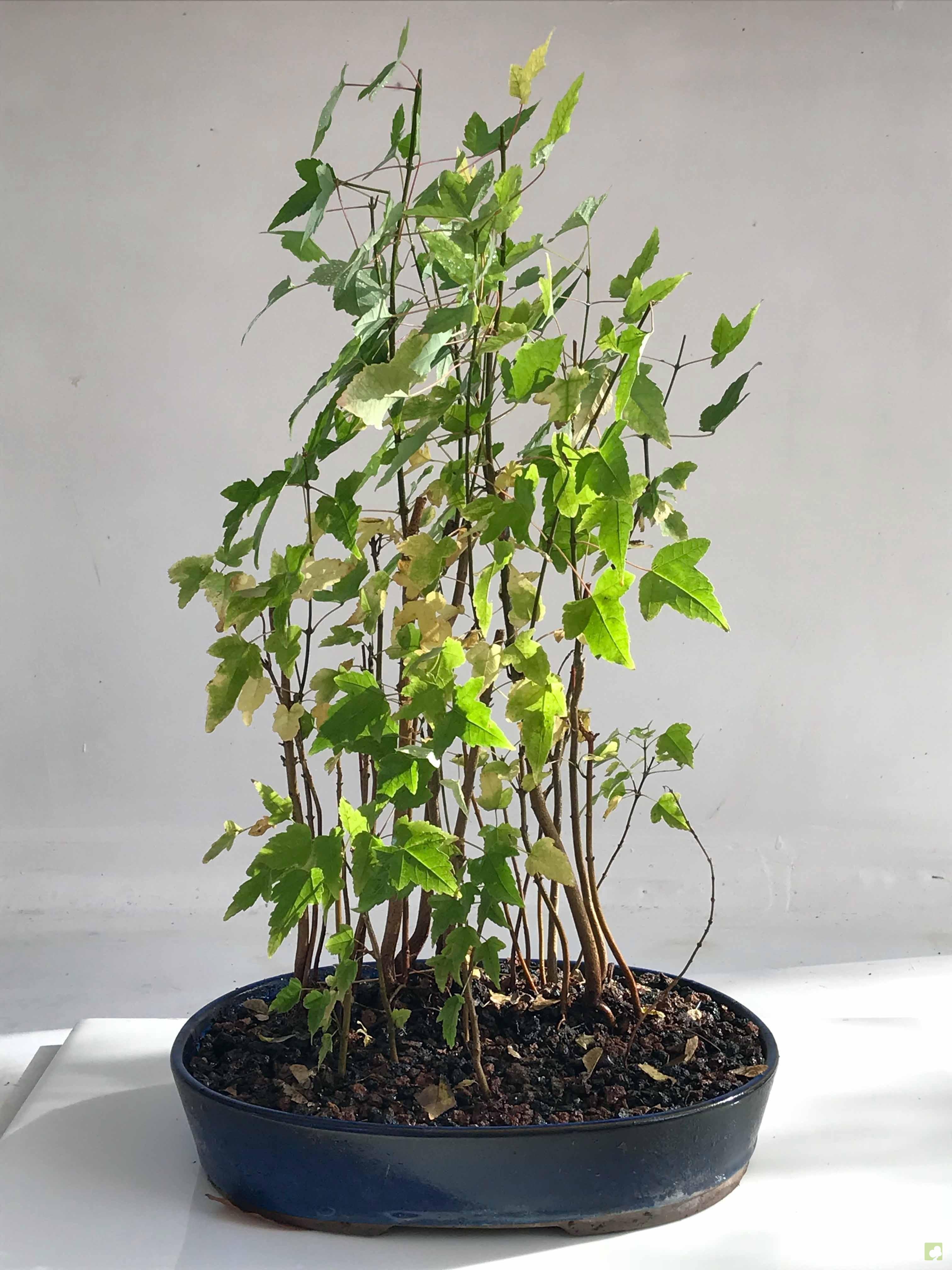 BOSQUE DE ACER BURGERIANOS BOSQUE DE ACER BURGERIANOS