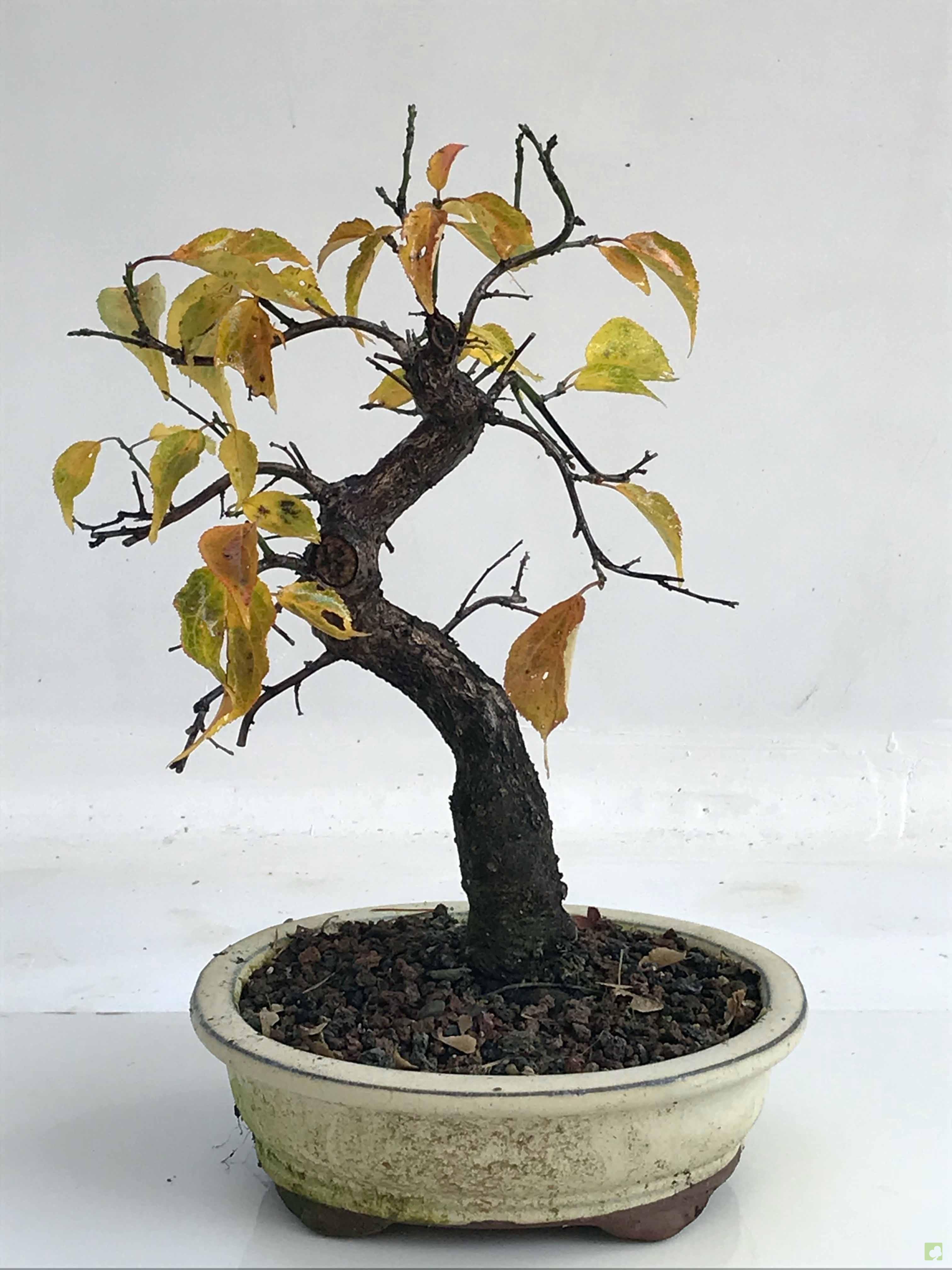 BONSAI PRUNUS MUME BONSAI PRUNUS MUME