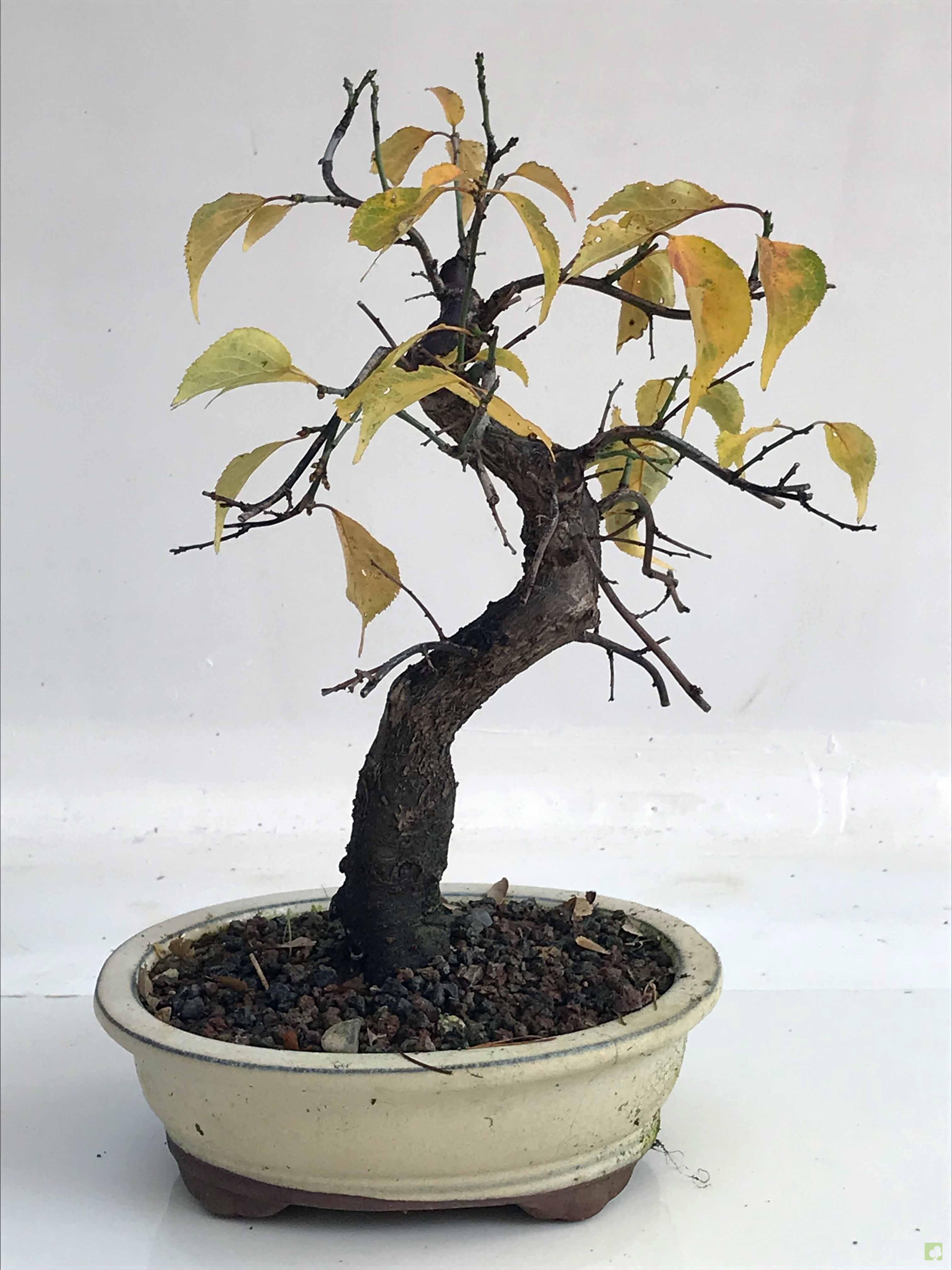 BONSAI PRUNUS MUME BONSAI PRUNUS MUME