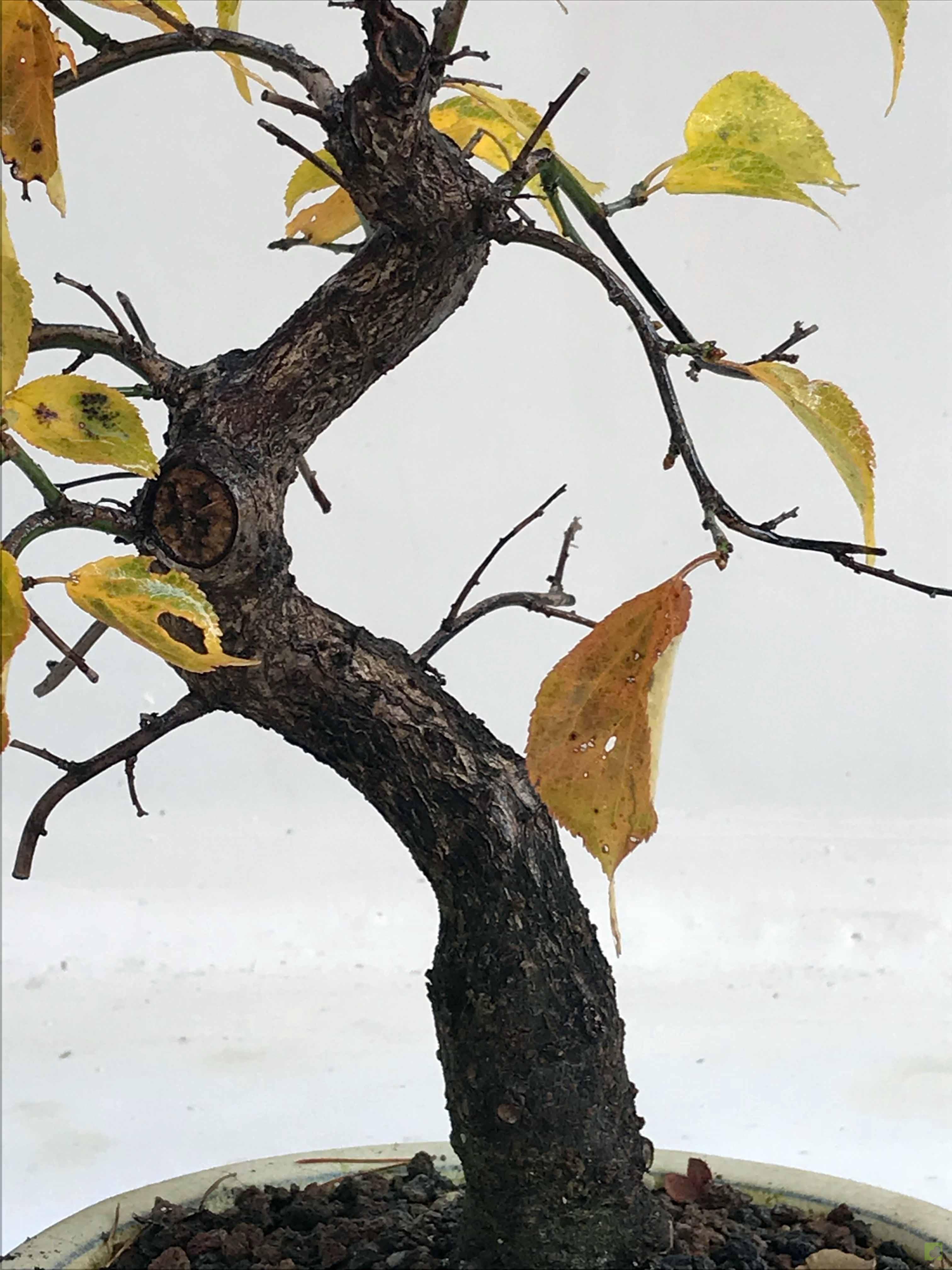 BONSAI PRUNUS MUME BONSAI PRUNUS MUME