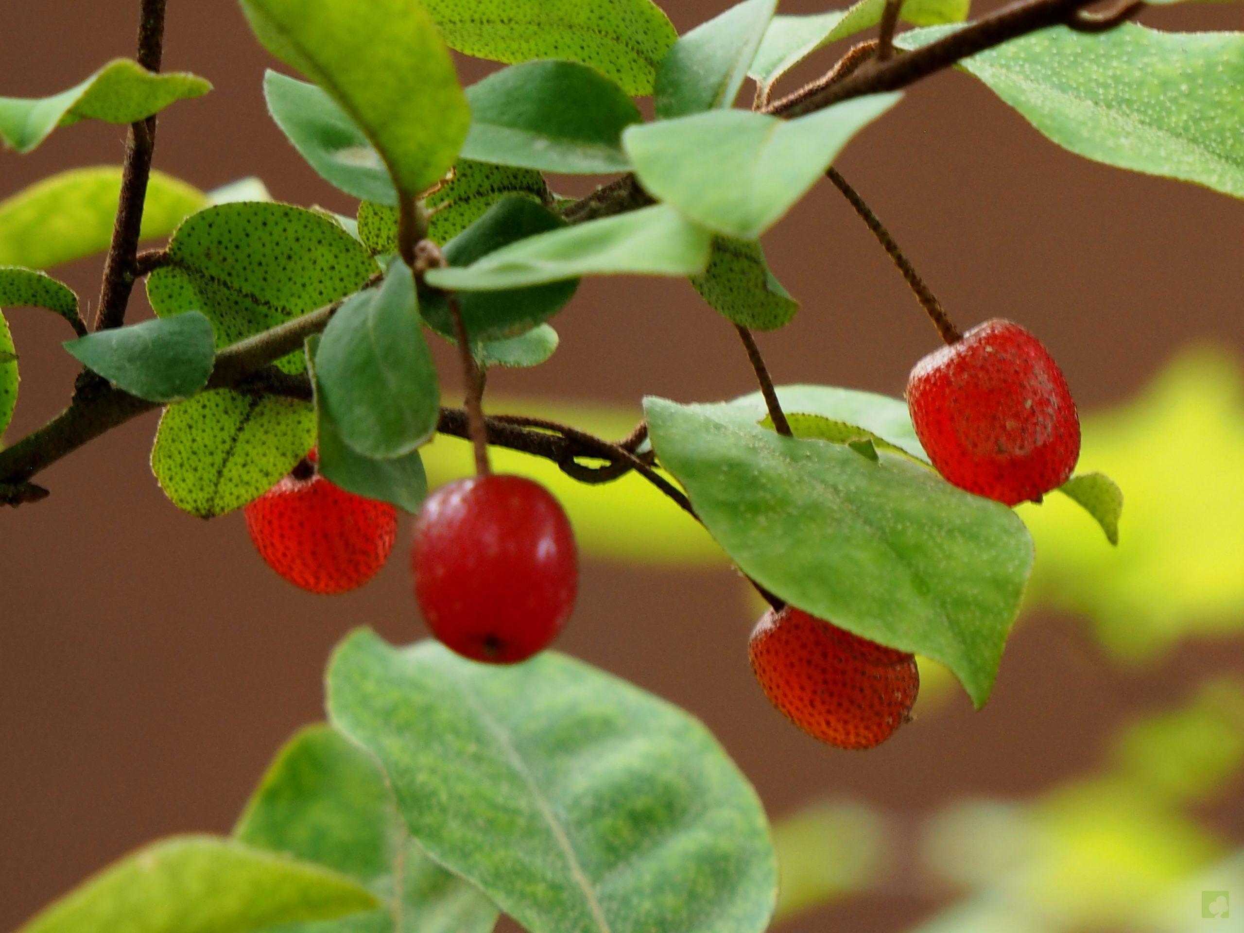 Processed with MOLDIV