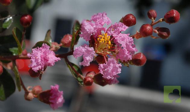 lagerstroemiaindica7