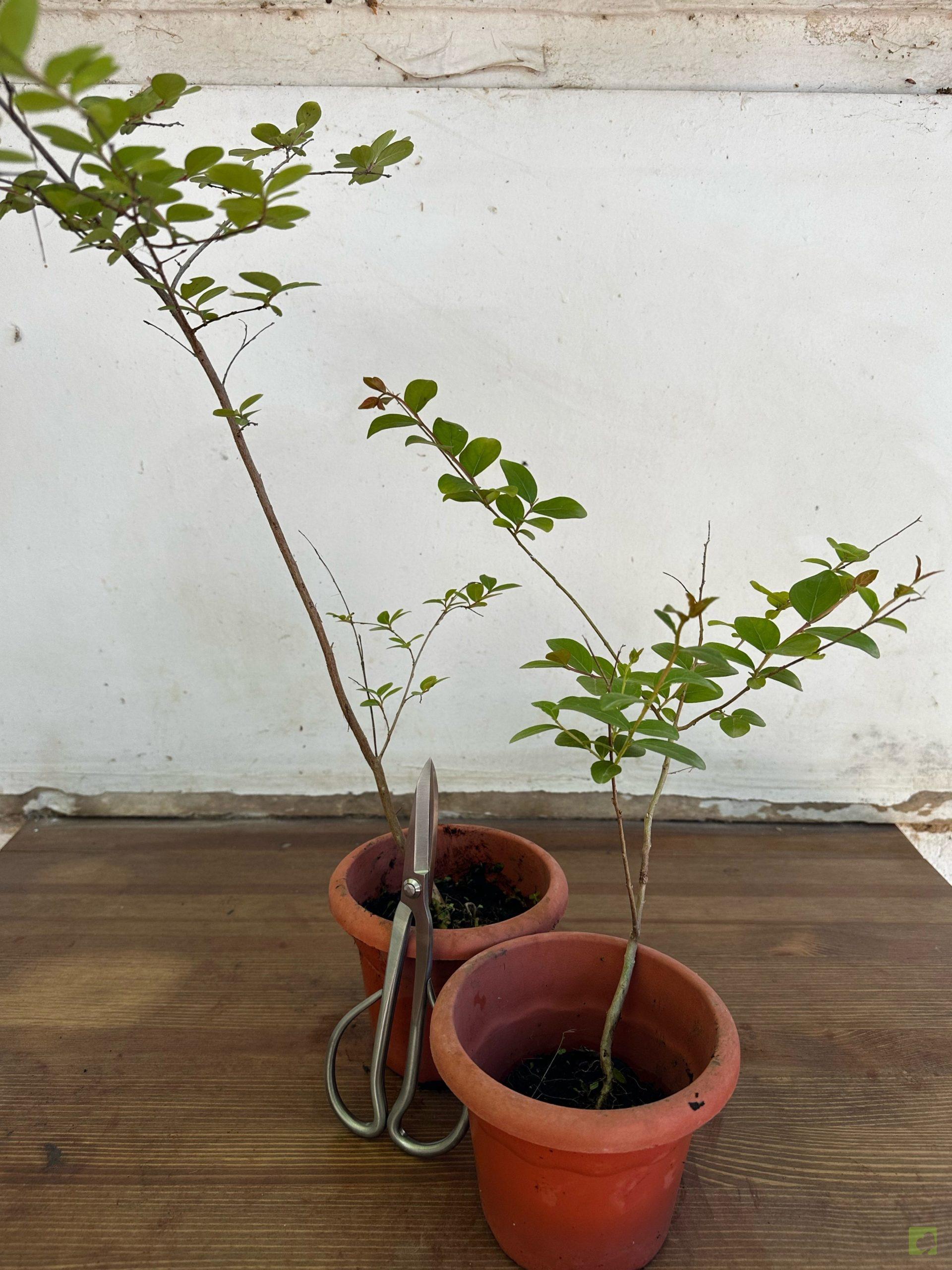 Processed with MOLDIV