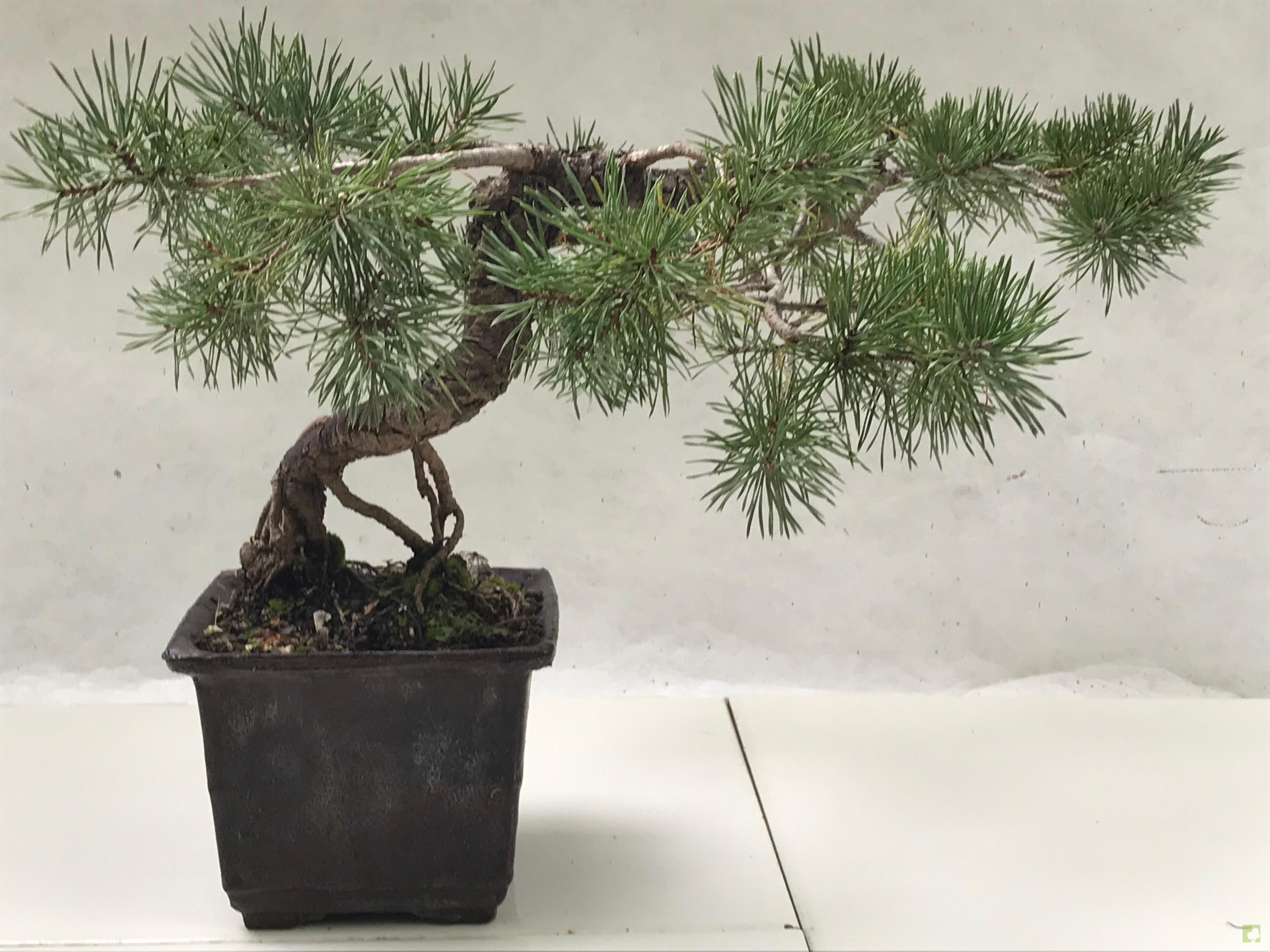 BONSAI PINO SILVESTRE BONSAI PINO SILVESTRE