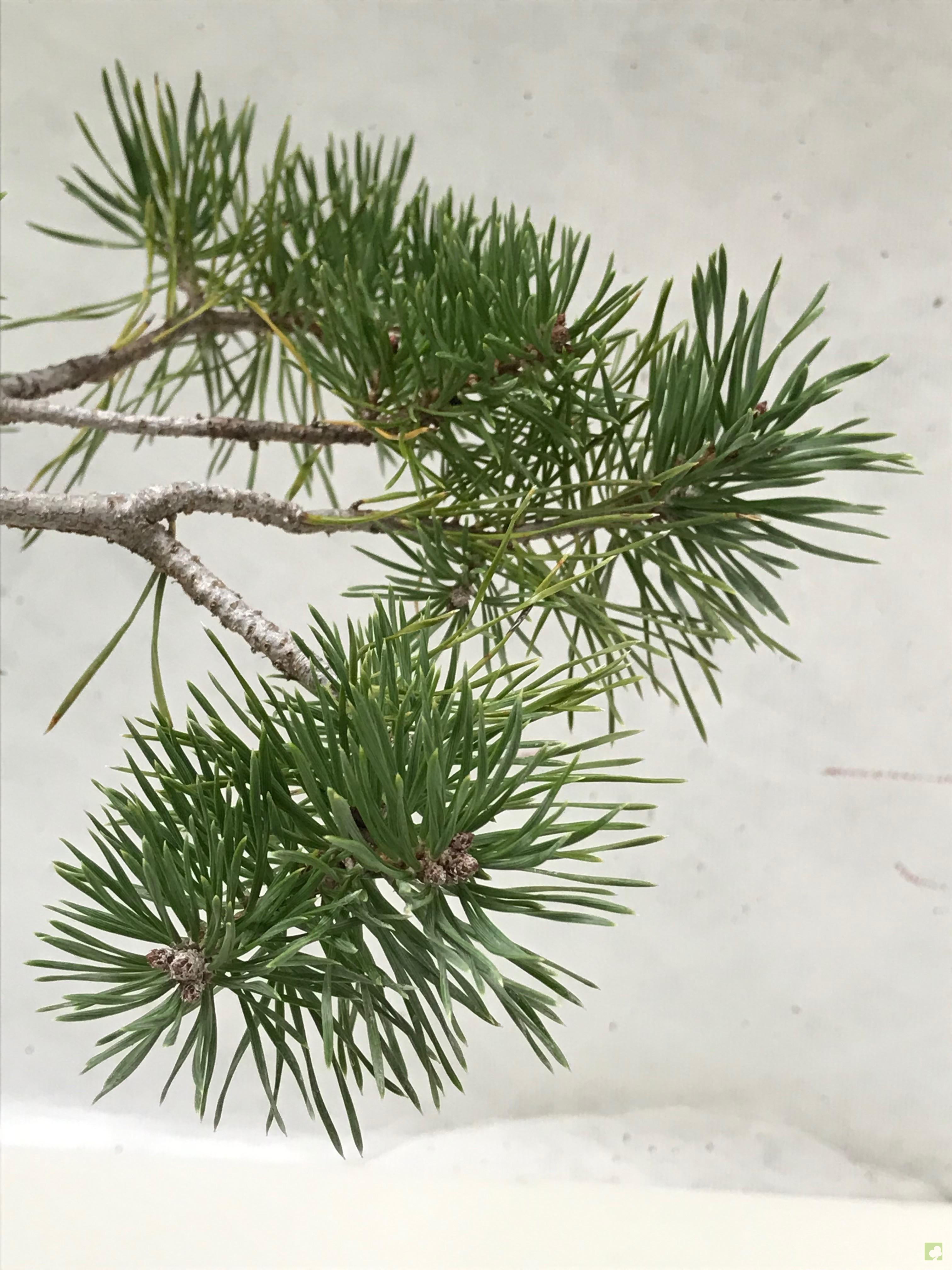 BONSAI PINO SILVESTRE BONSAI PINO SILVESTRE