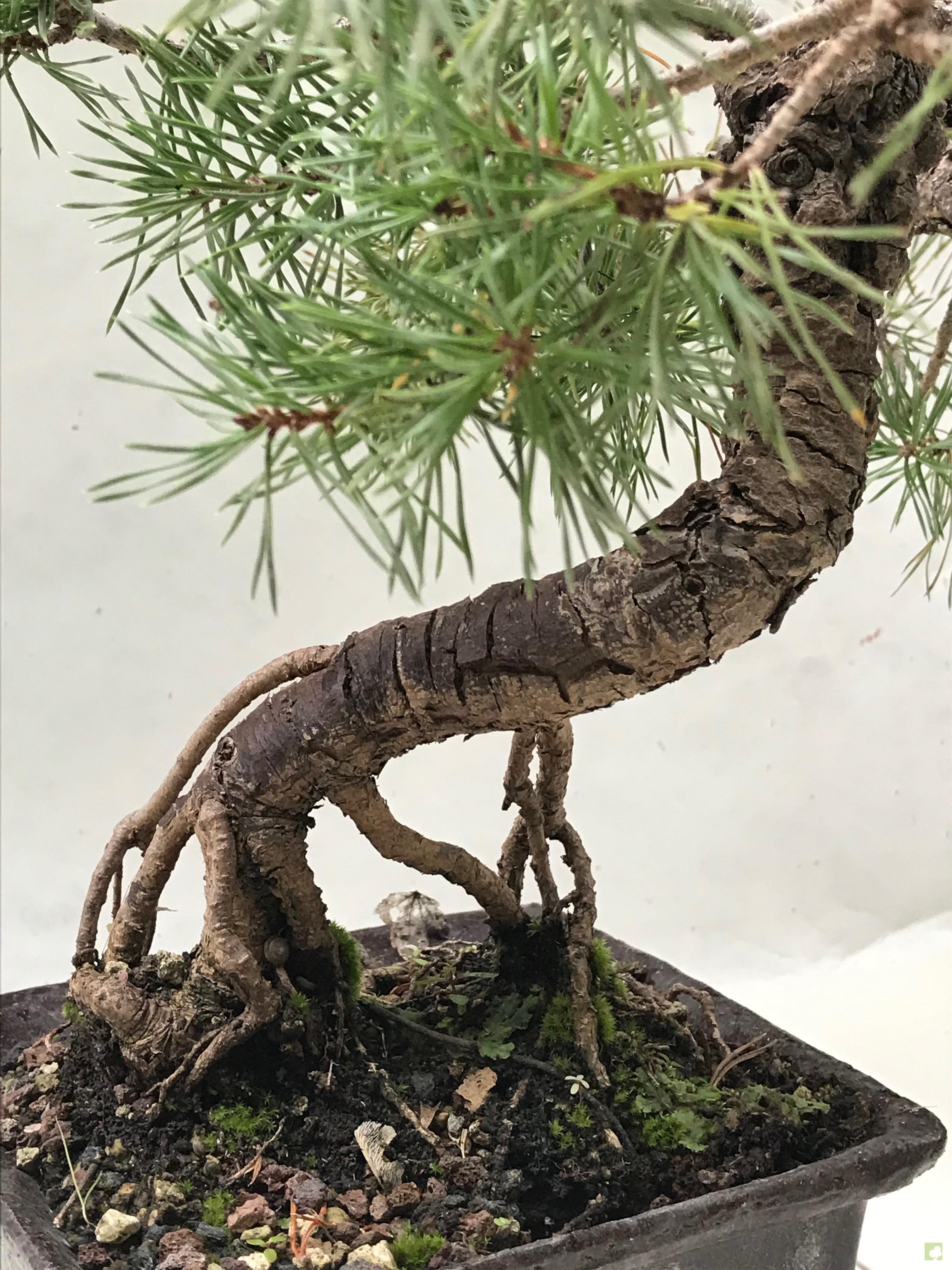 BONSAI PINO SILVESTRE BONSAI PINO SILVESTRE