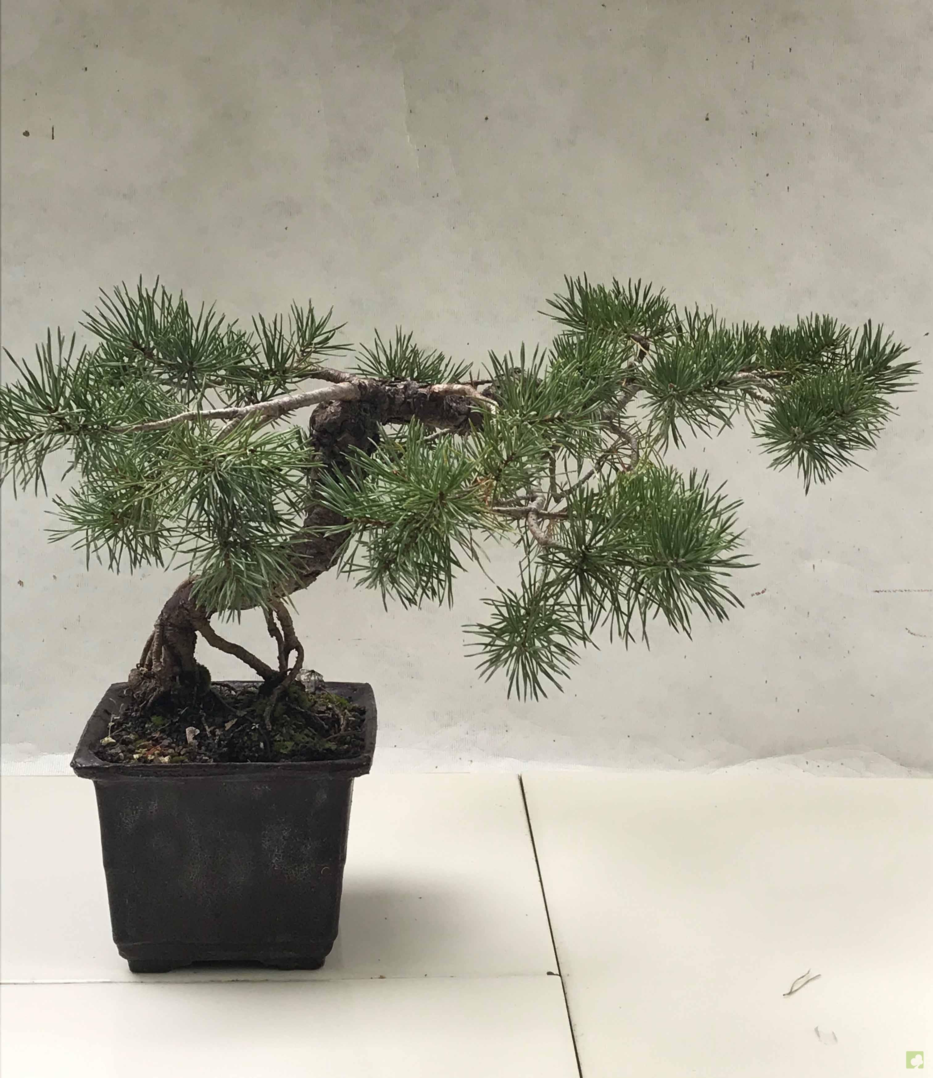 BONSAI PINO SILVESTRE BONSAI PINO SILVESTRE