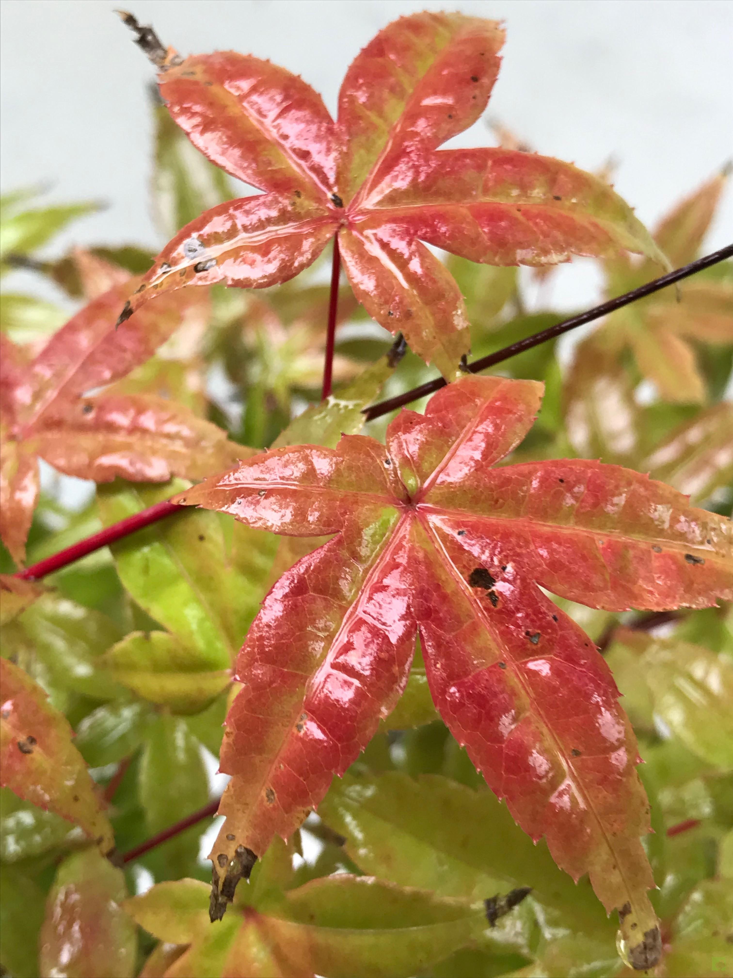 BONSAI ACER DESHOJO BONSAI ACER DESHOJO