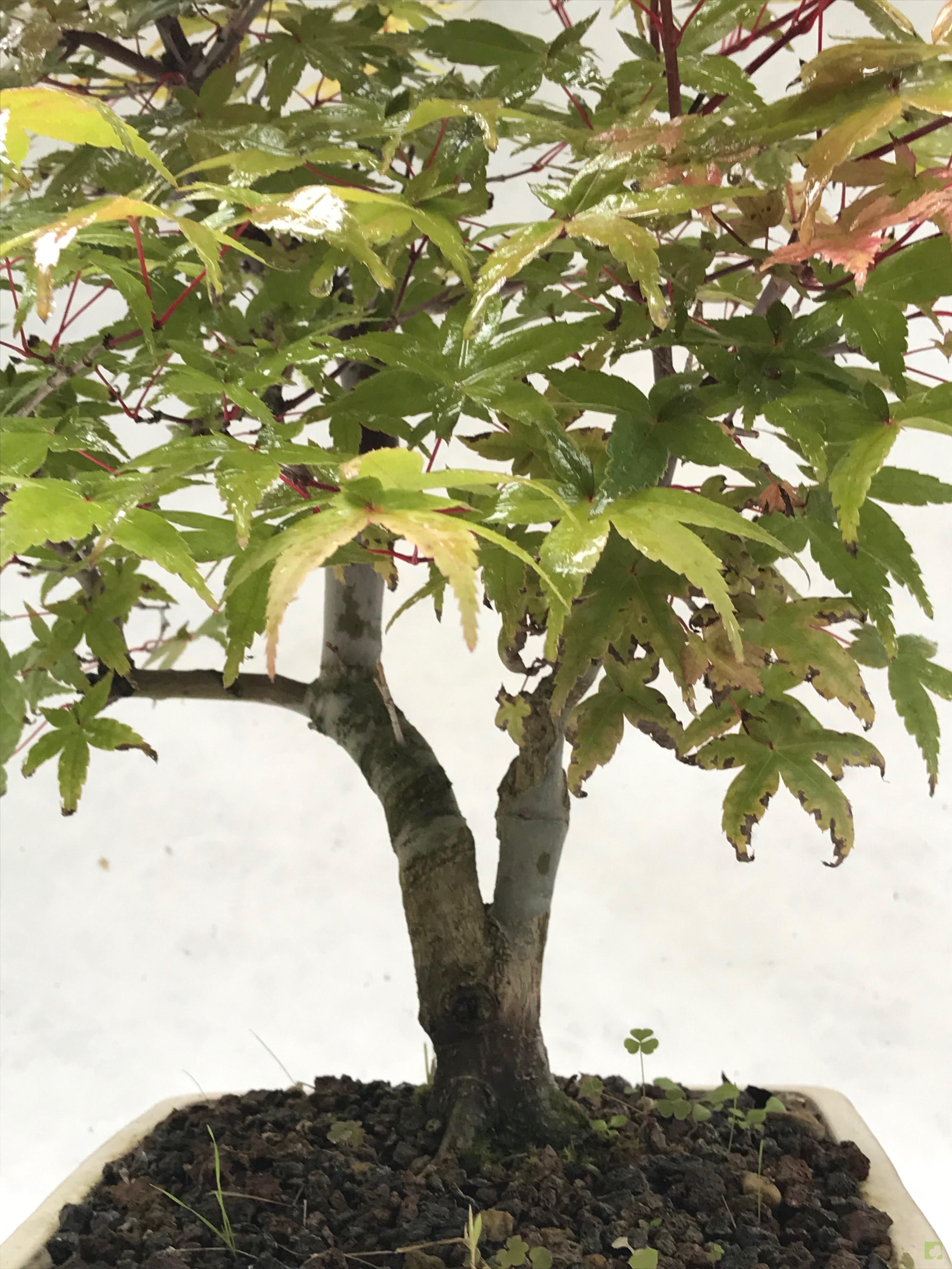 BONSAI ACER DESHOJO BONSAI ACER DESHOJO