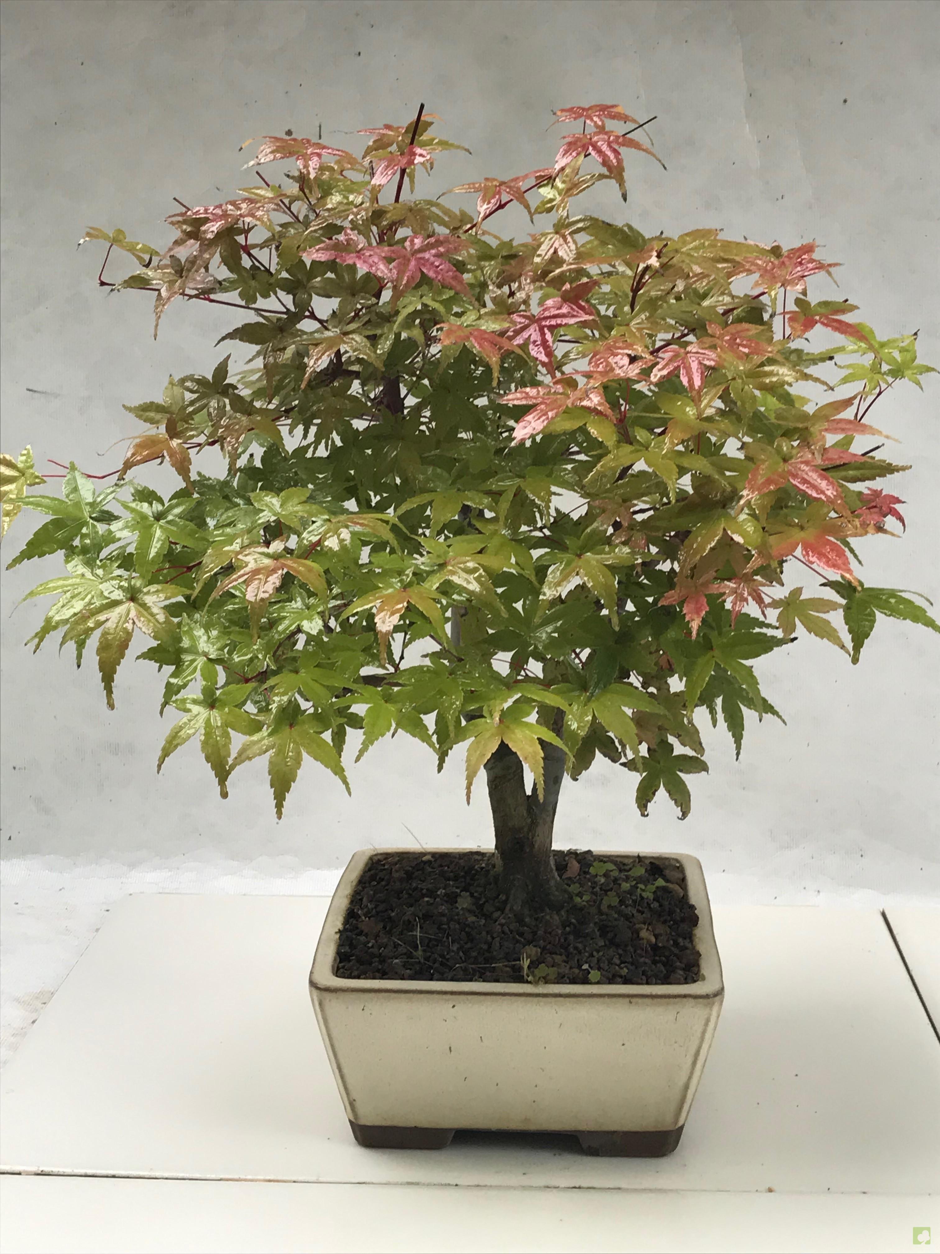 BONSAI ACER DESHOJO BONSAI ACER DESHOJO