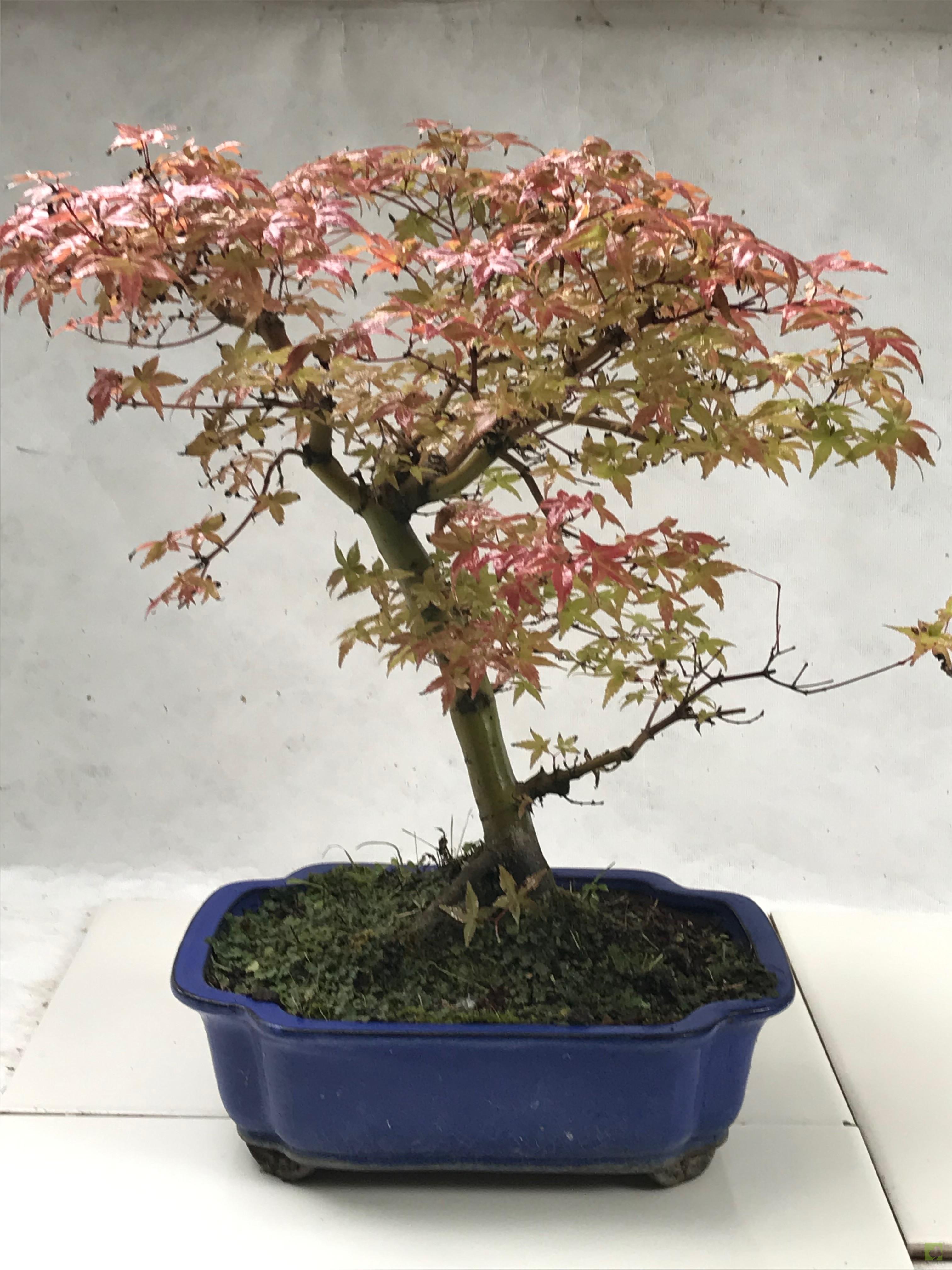 BONSAI ACER DESHOJO BONSAI ACER DESHOJO