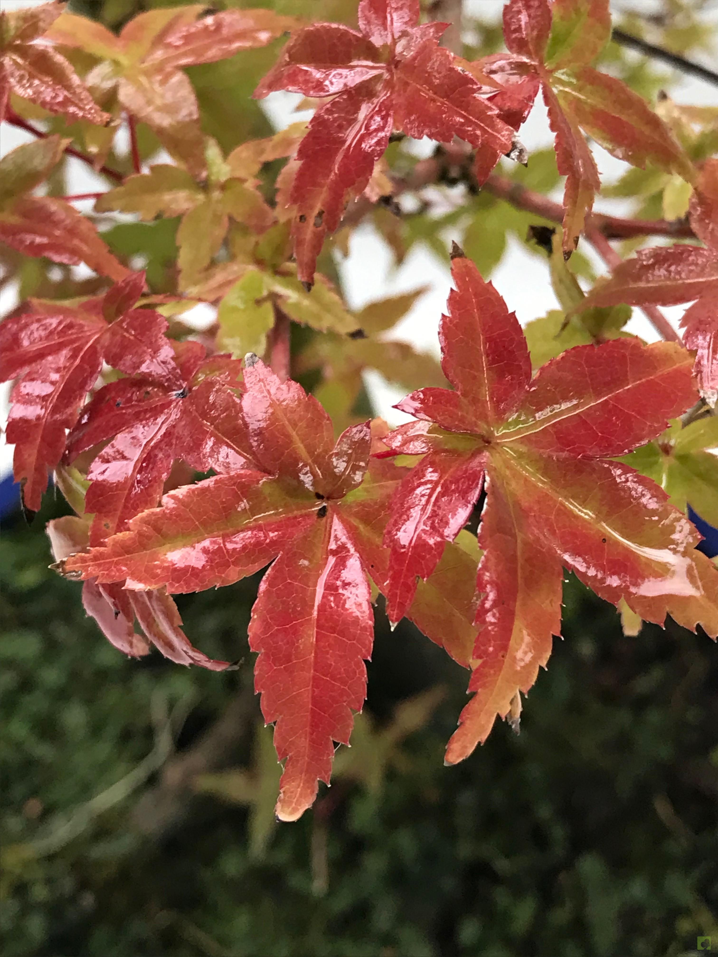 BONSAI ACER DESHOJO BONSAI ACER DESHOJO