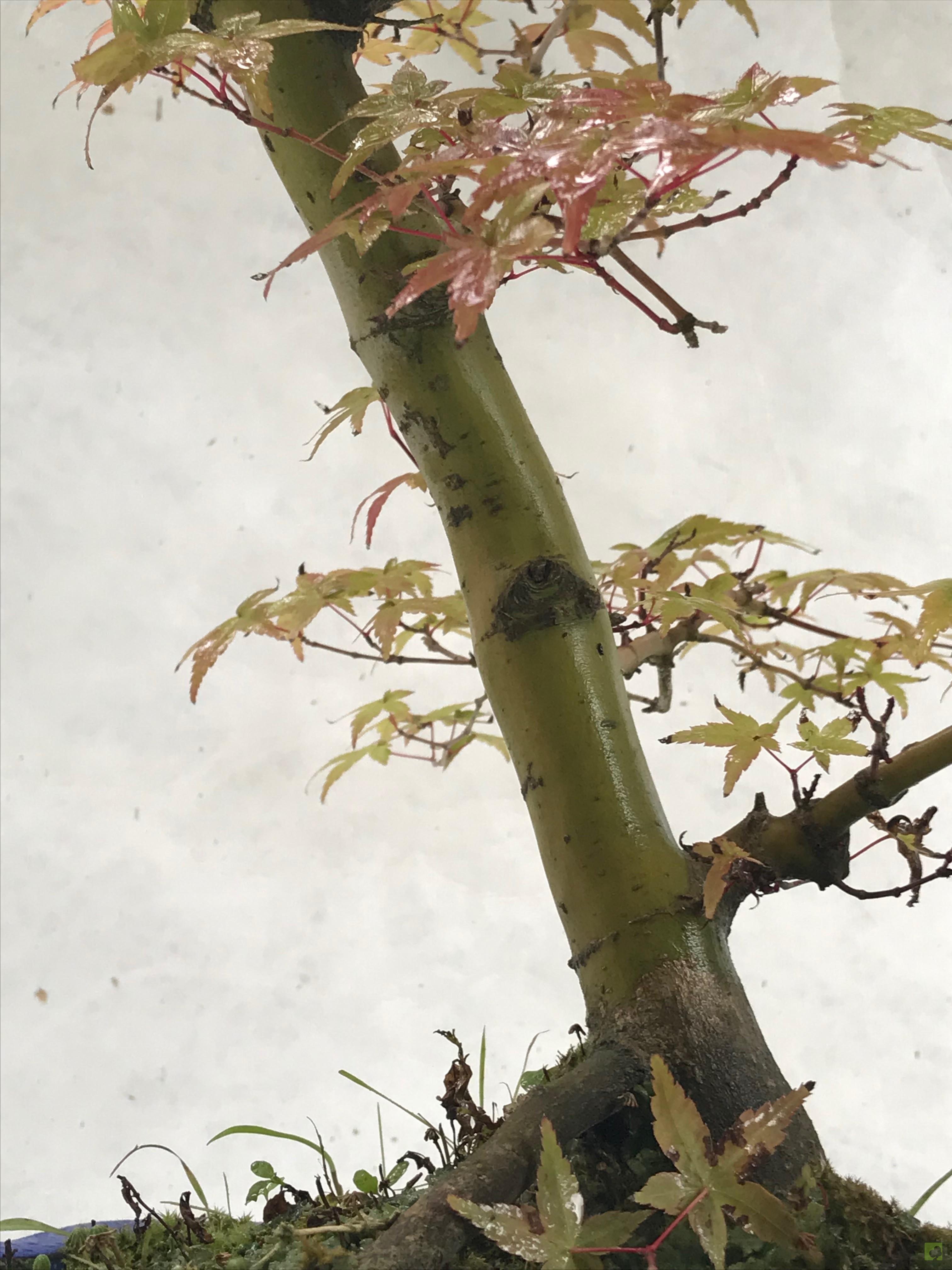 BONSAI ACER DESHOJO BONSAI ACER DESHOJO