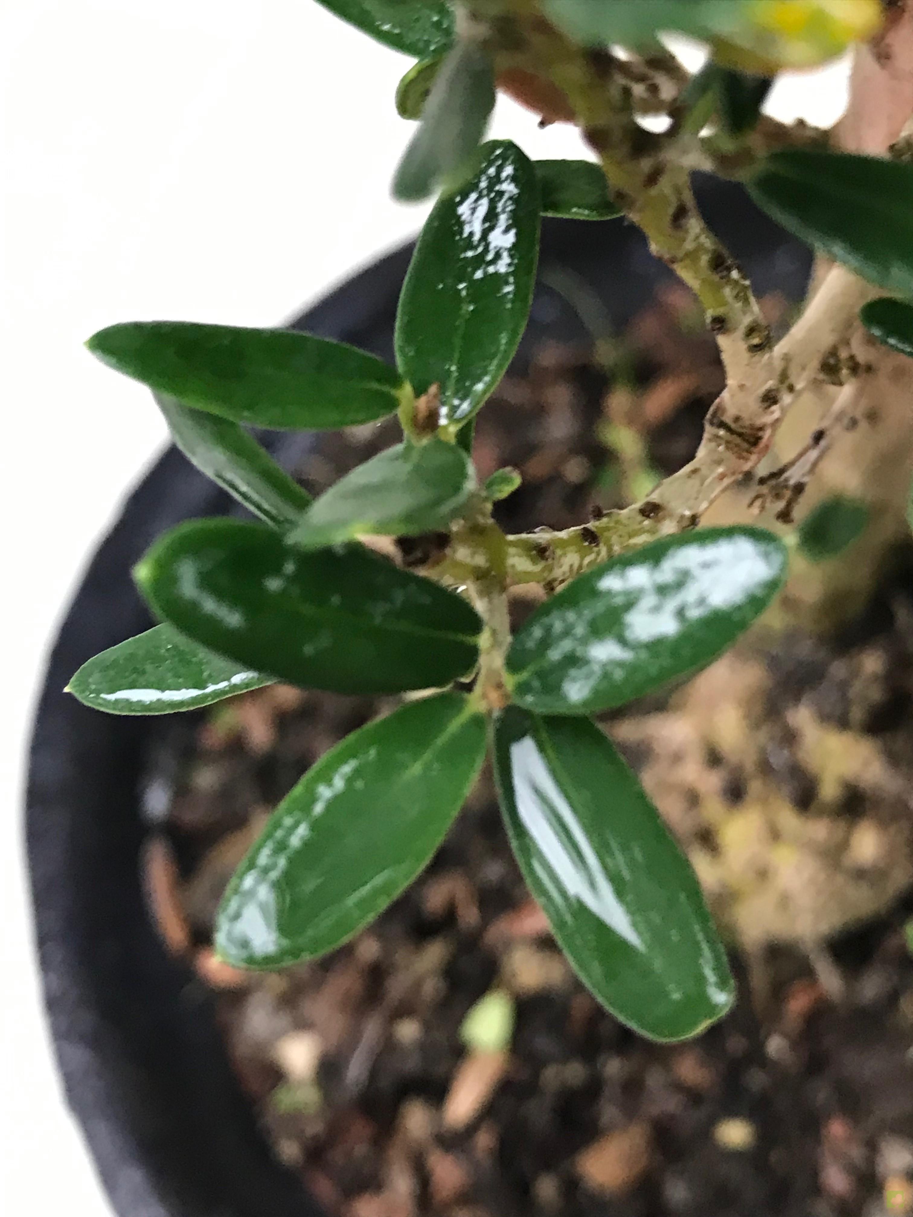 BONSAI OLIVO BONSAI OLIVO