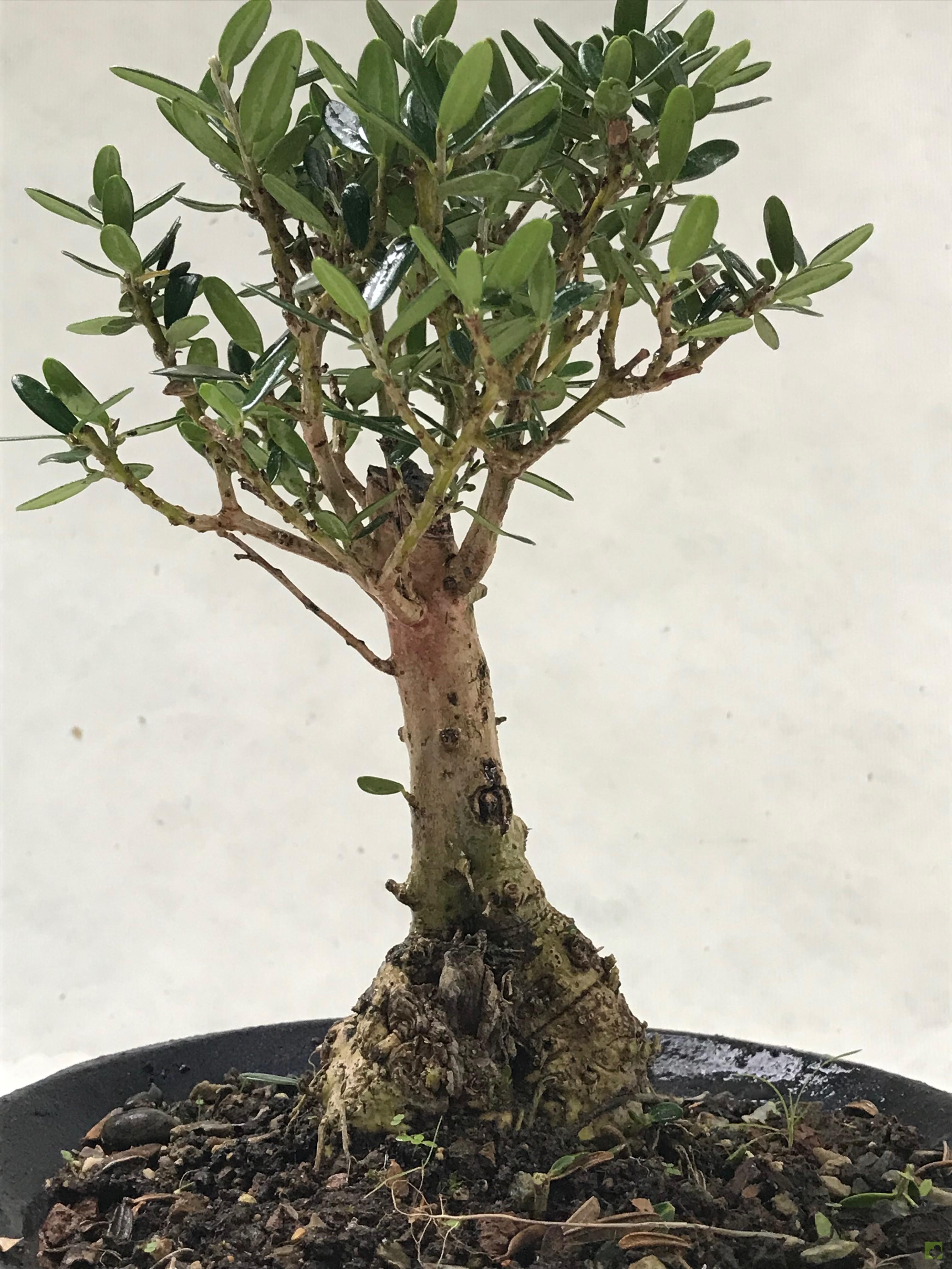 BONSAI OLIVO BONSAI OLIVO