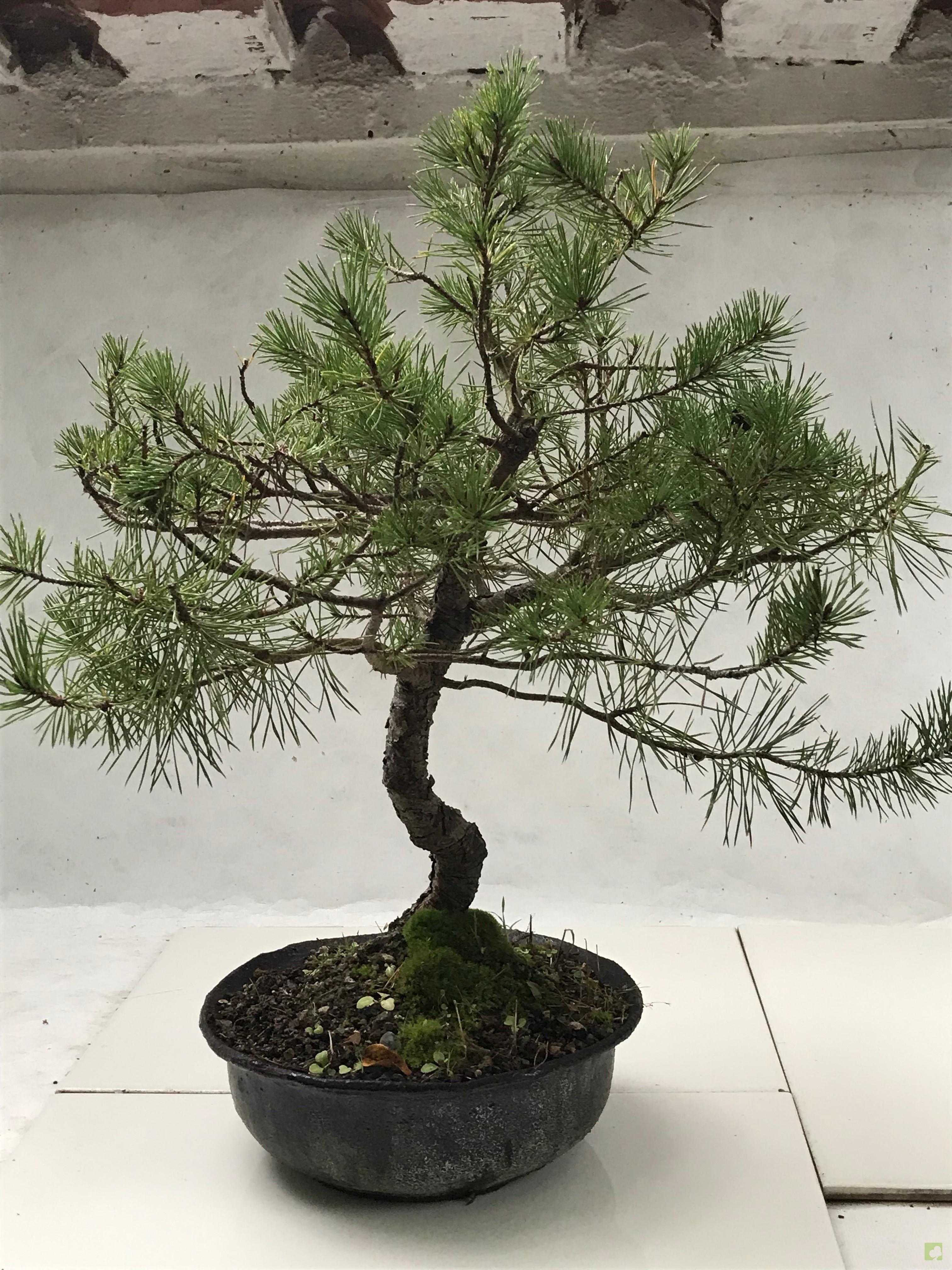 BONSAI PINO SILVESTRE BONSAI PINO SILVESTRE