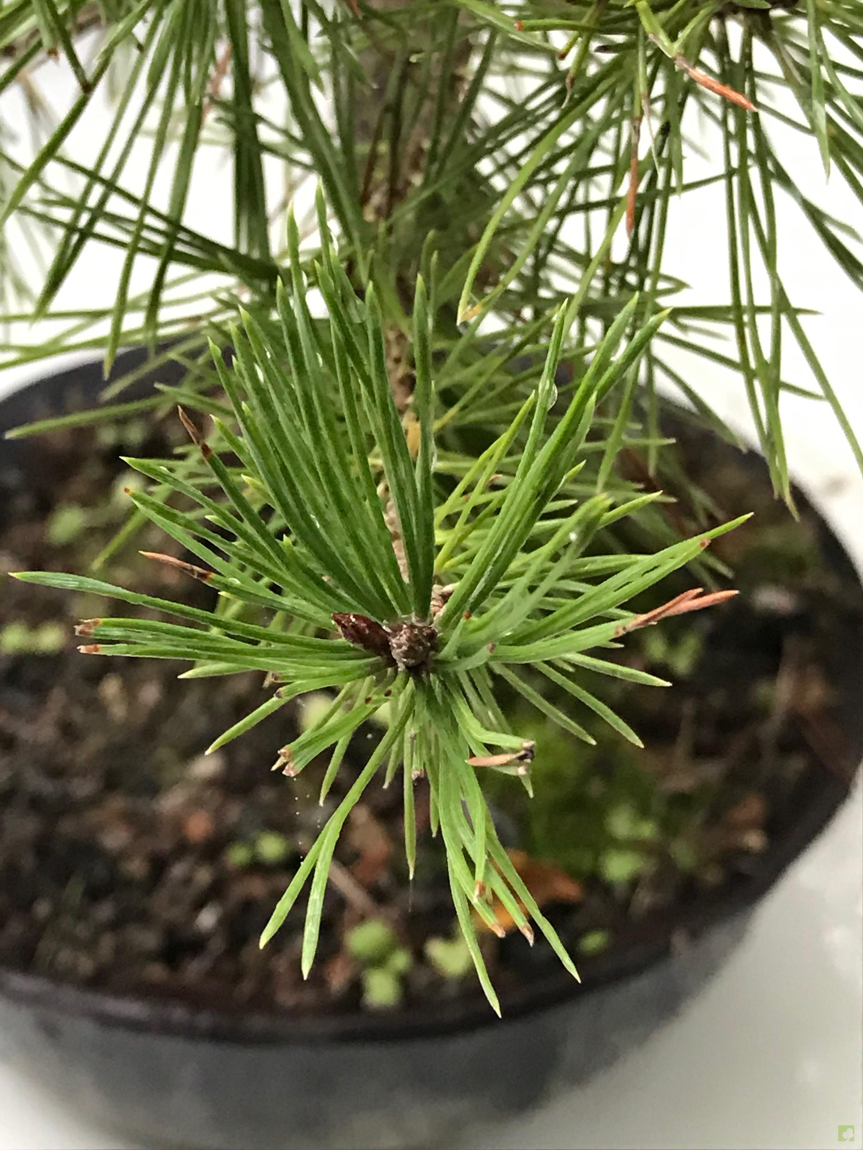 BONSAI PINO SILVESTRE BONSAI PINO SILVESTRE