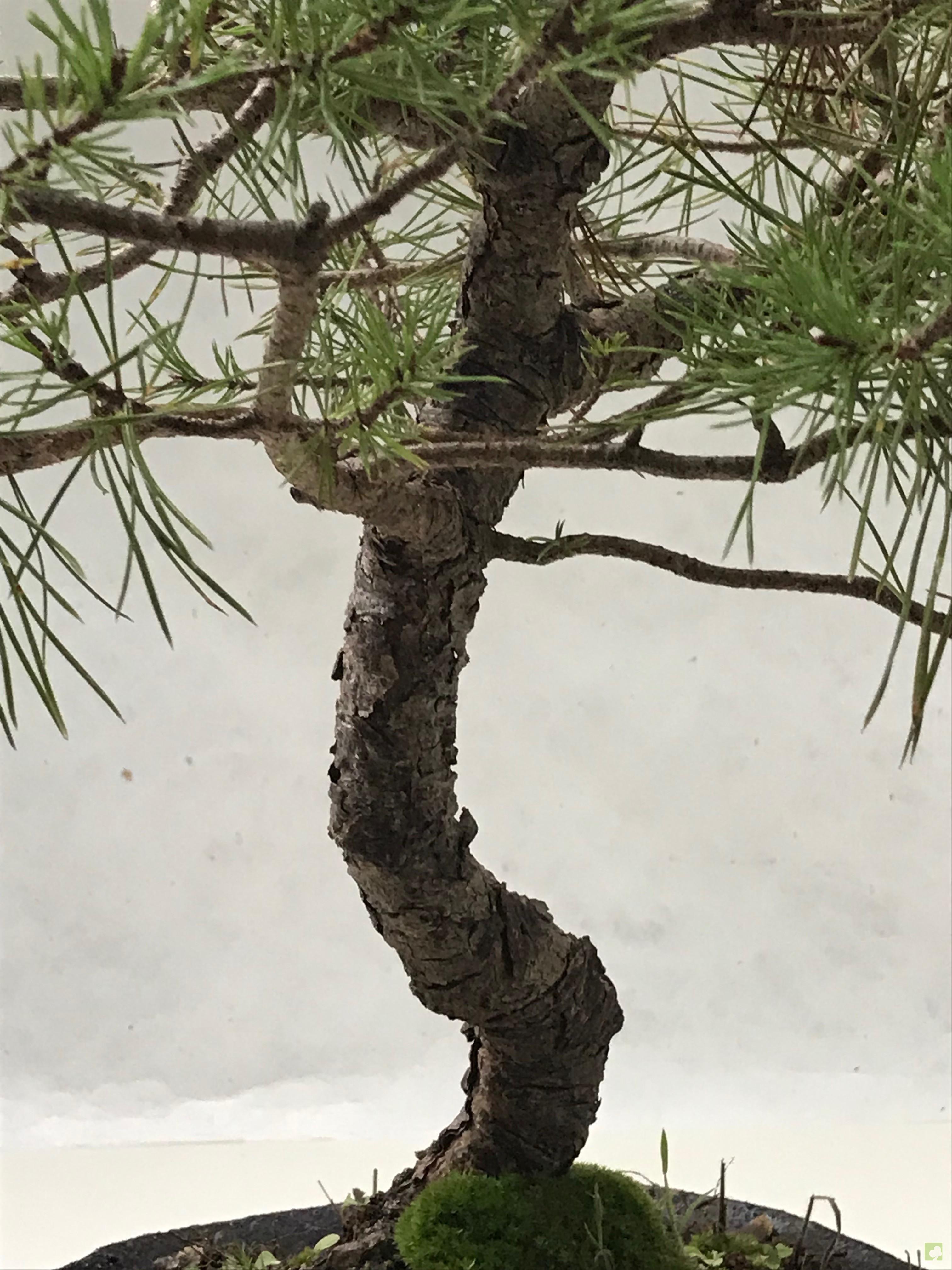 BONSAI PINO SILVESTRE BONSAI PINO SILVESTRE
