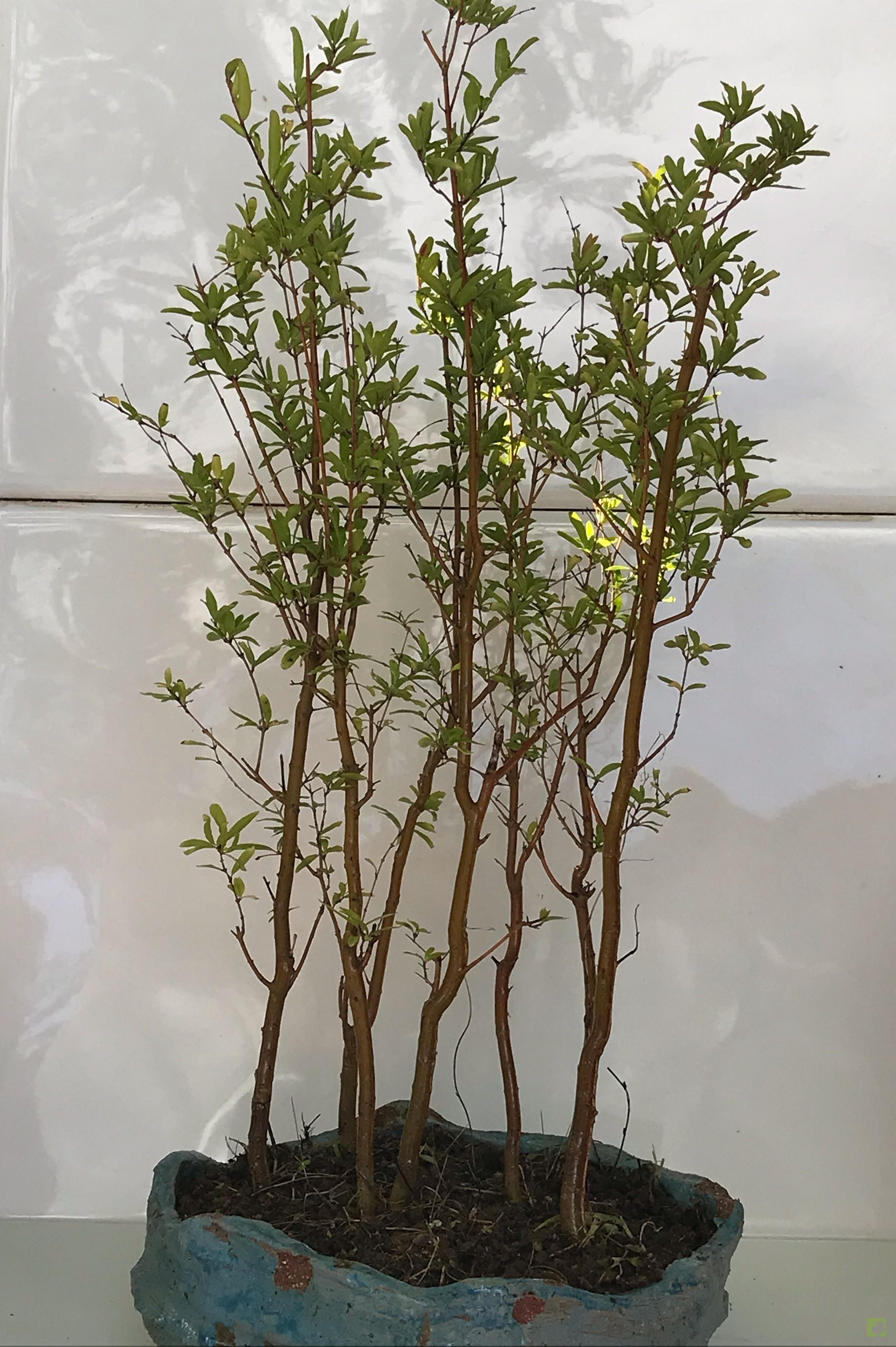 BOSQUE PUNICA GRANATUM BOSQUE PUNICA GRANATUM