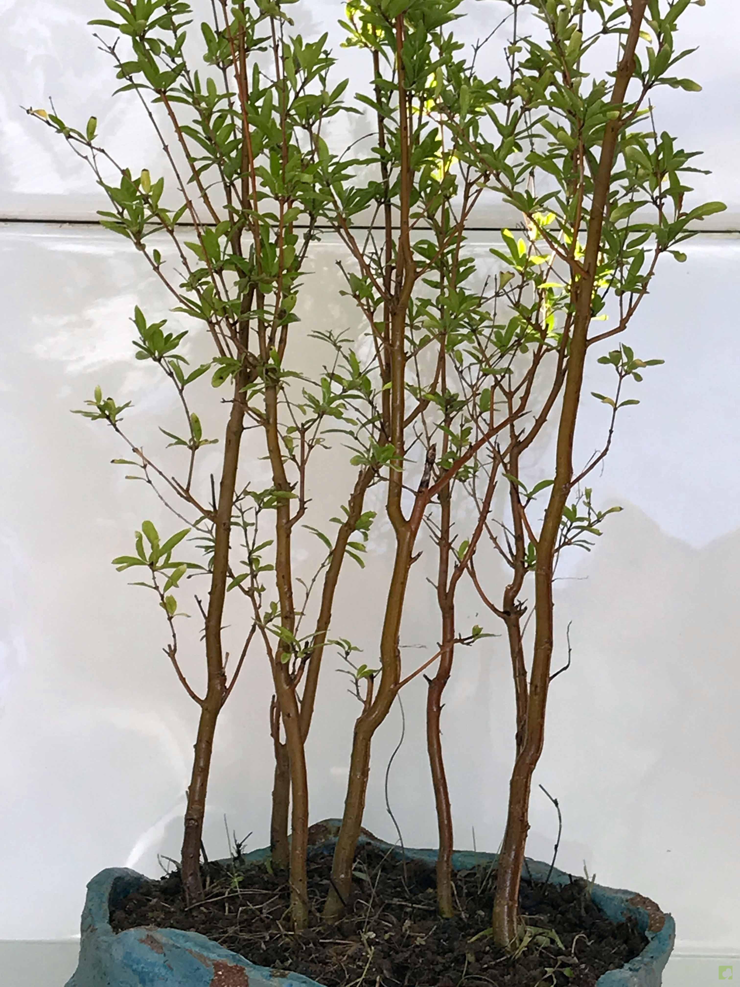 BOSQUE PUNICA GRANATUM BOSQUE PUNICA GRANATUM