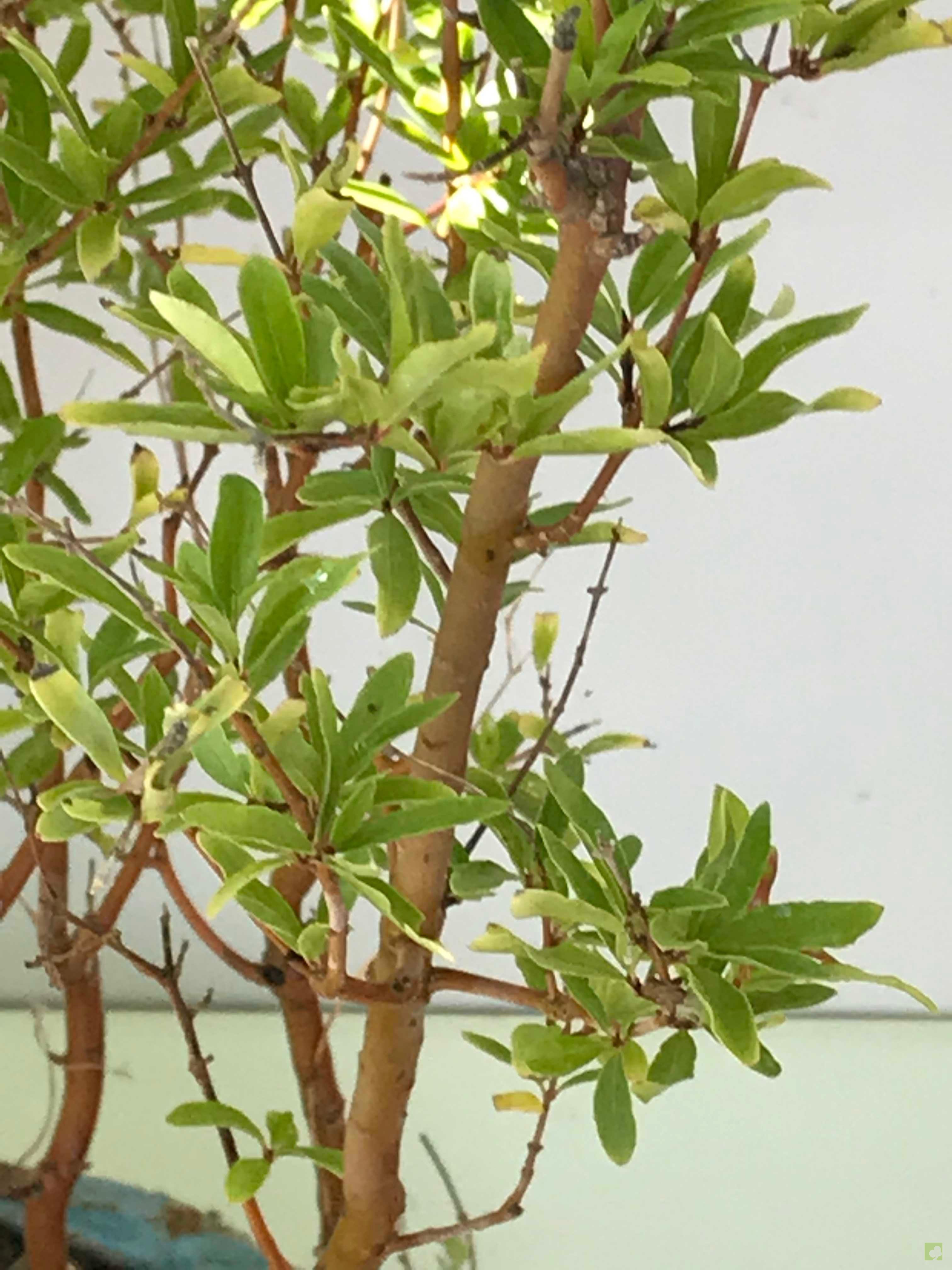 BOSQUE PUNICA GRANATUM BOSQUE PUNICA GRANATUM