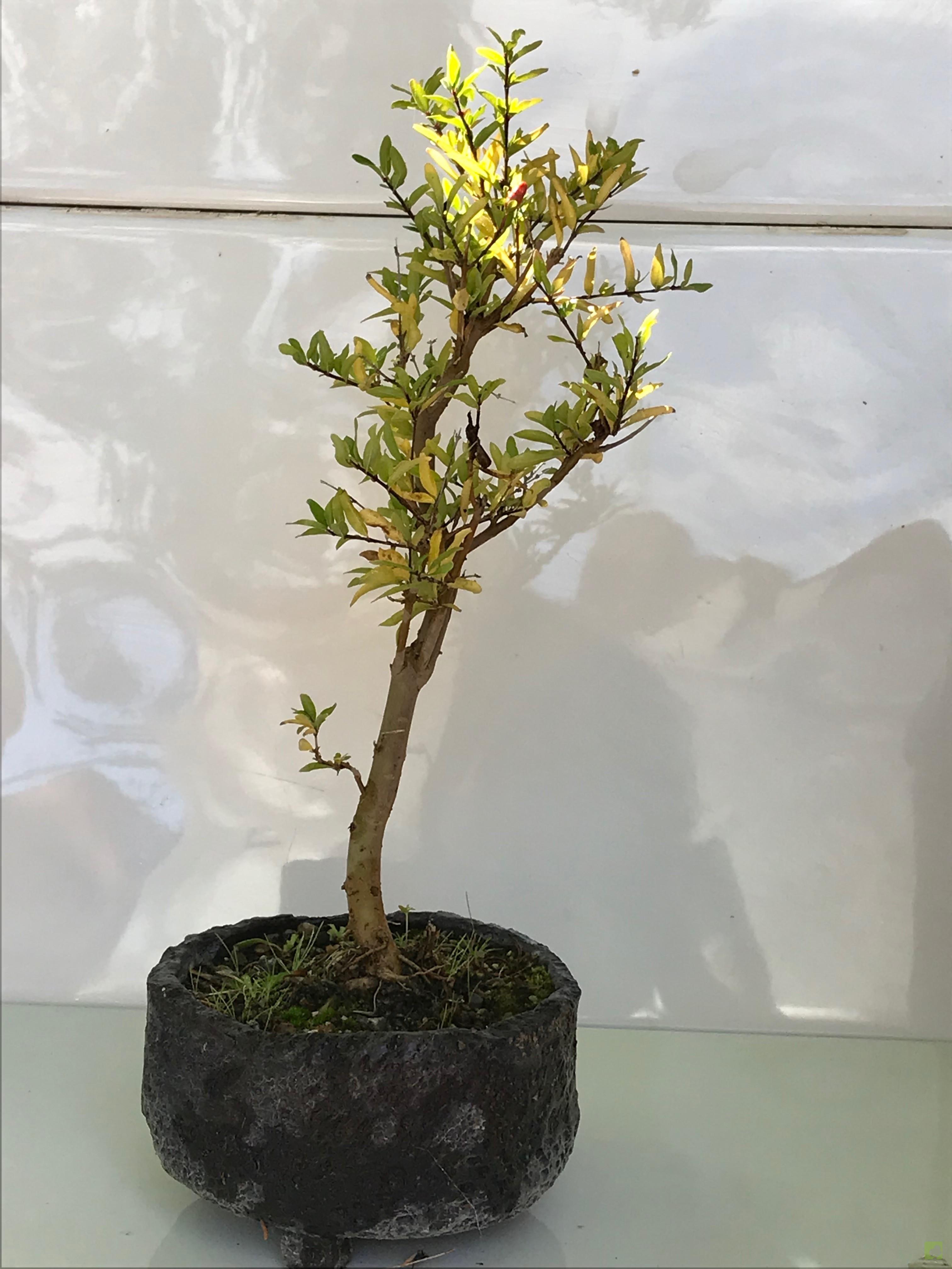 BONSAI PUNICA GRANATUM BONSAI PUNICA GRANATUM