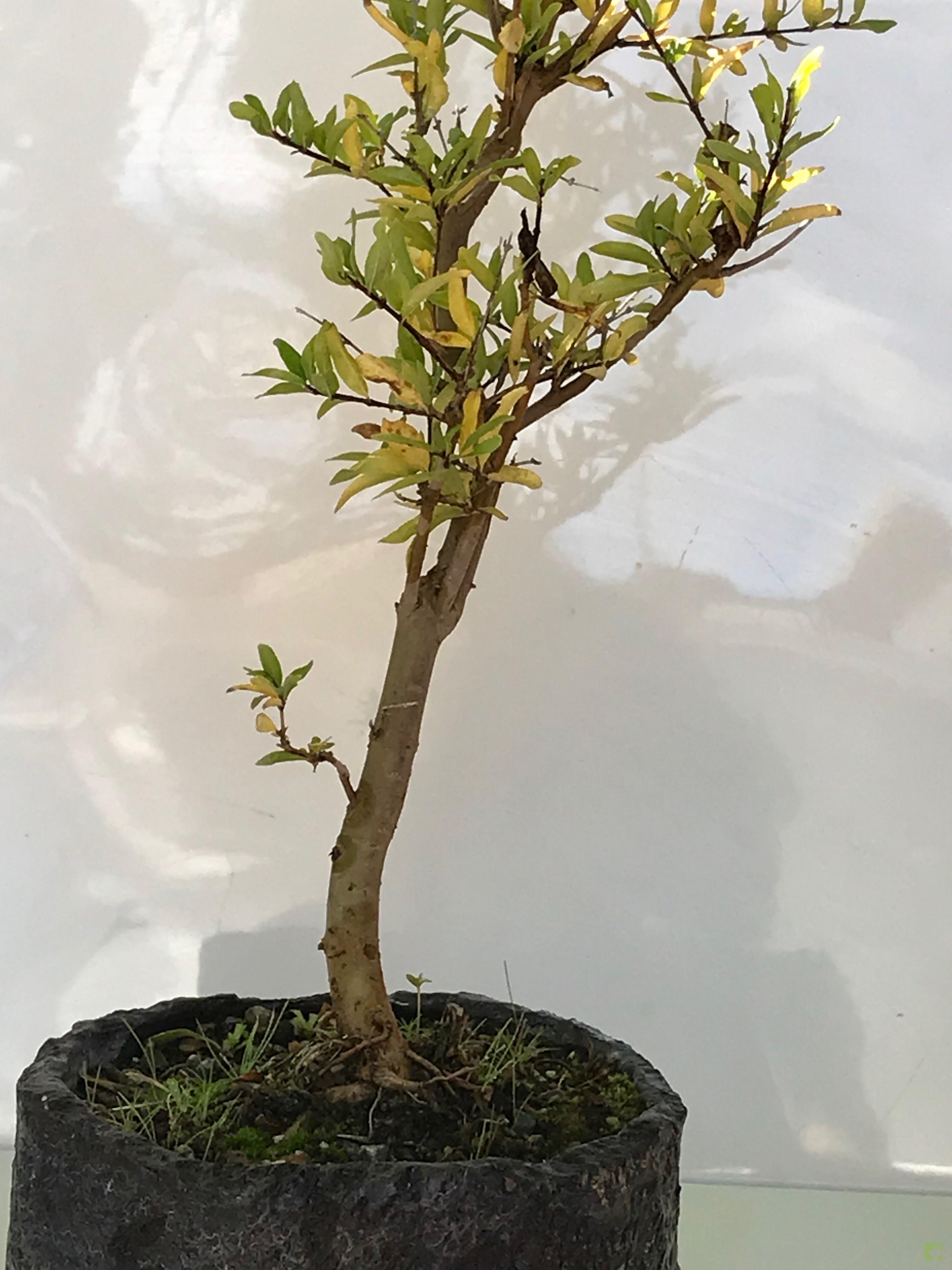 BONSAI PUNICA GRANATUM BONSAI PUNICA GRANATUM
