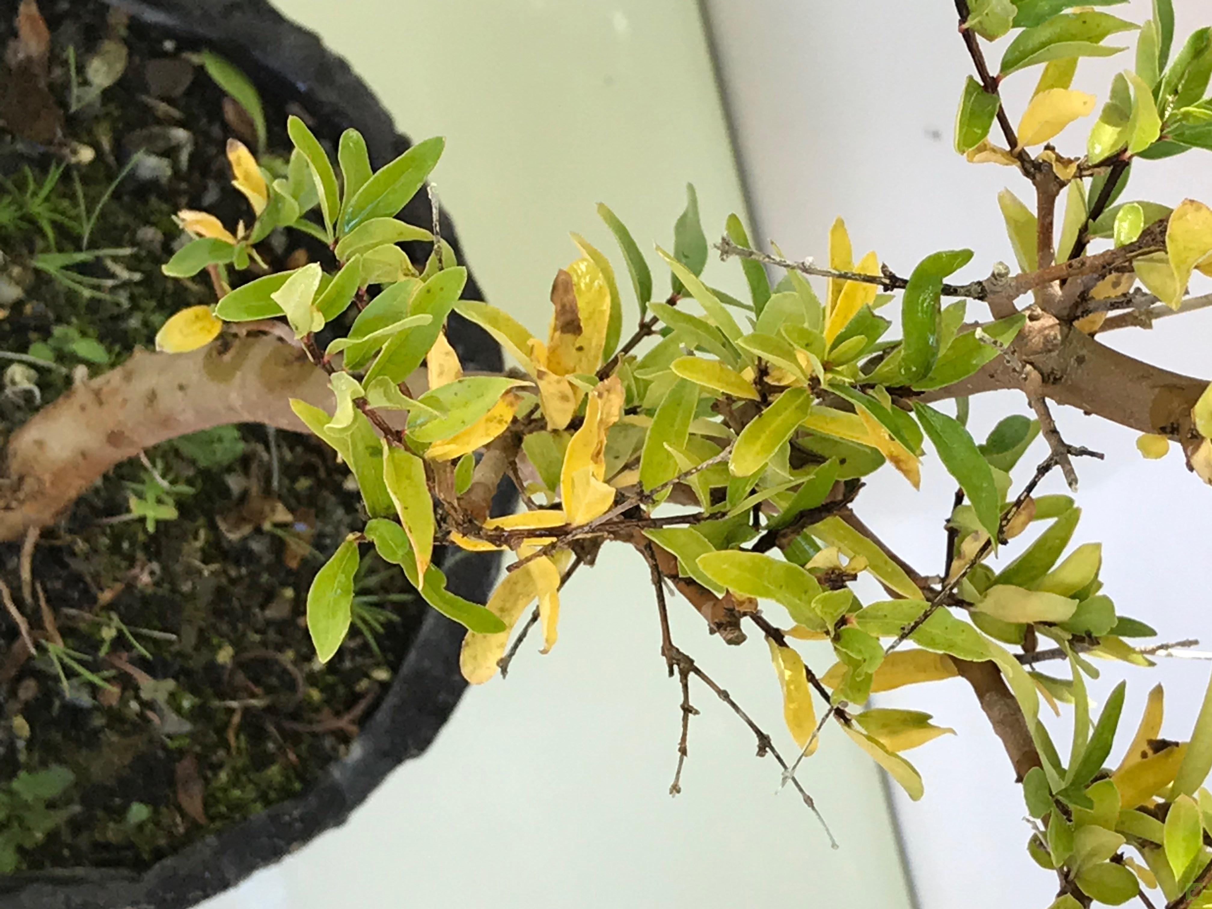 BONSAI PUNICA GRANATUM BONSAI PUNICA GRANATUM