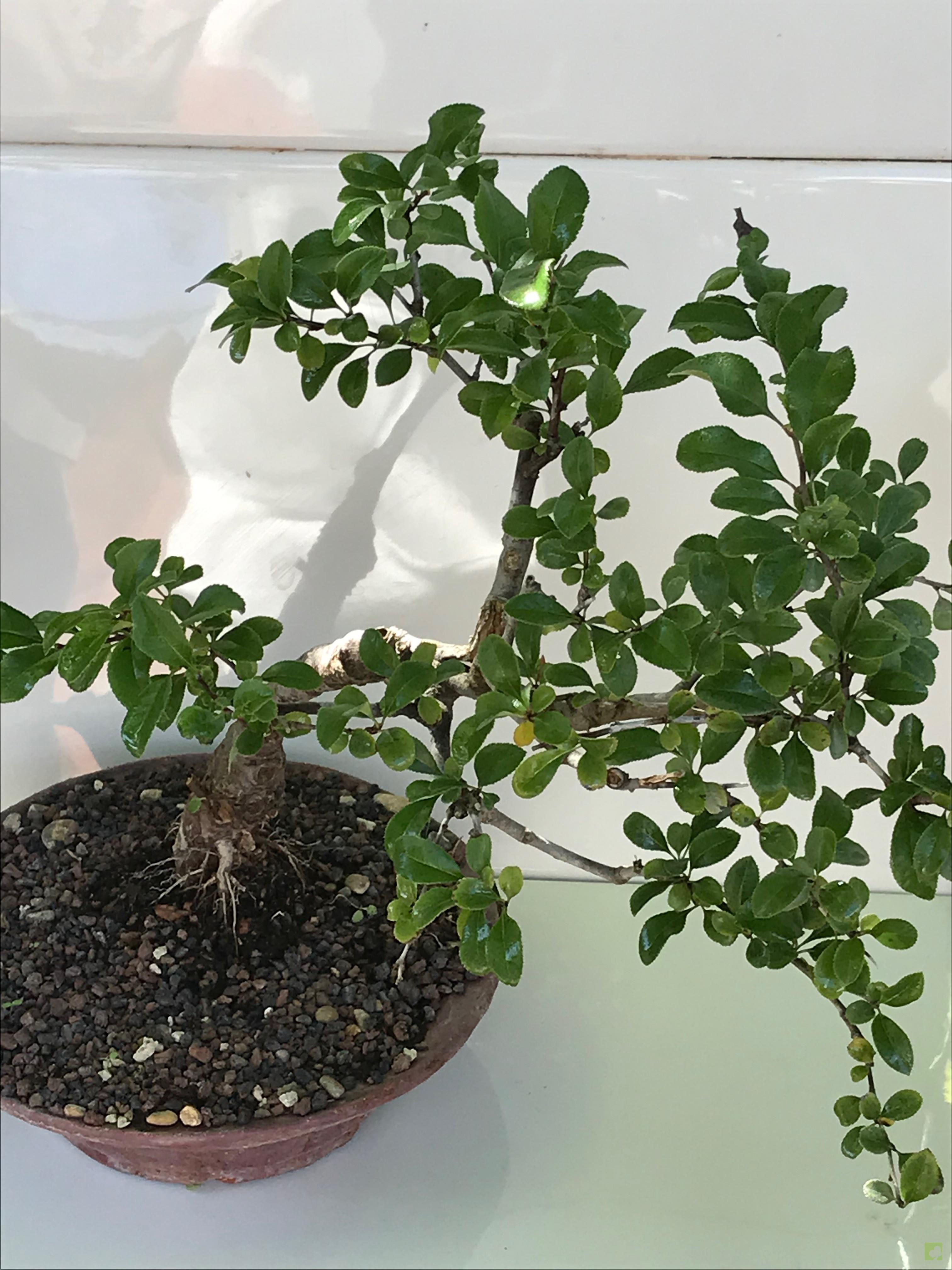 BONSAI CHAENOMELES CHOJUBAI BONSAI CHAENOMELES CHOJUBAI