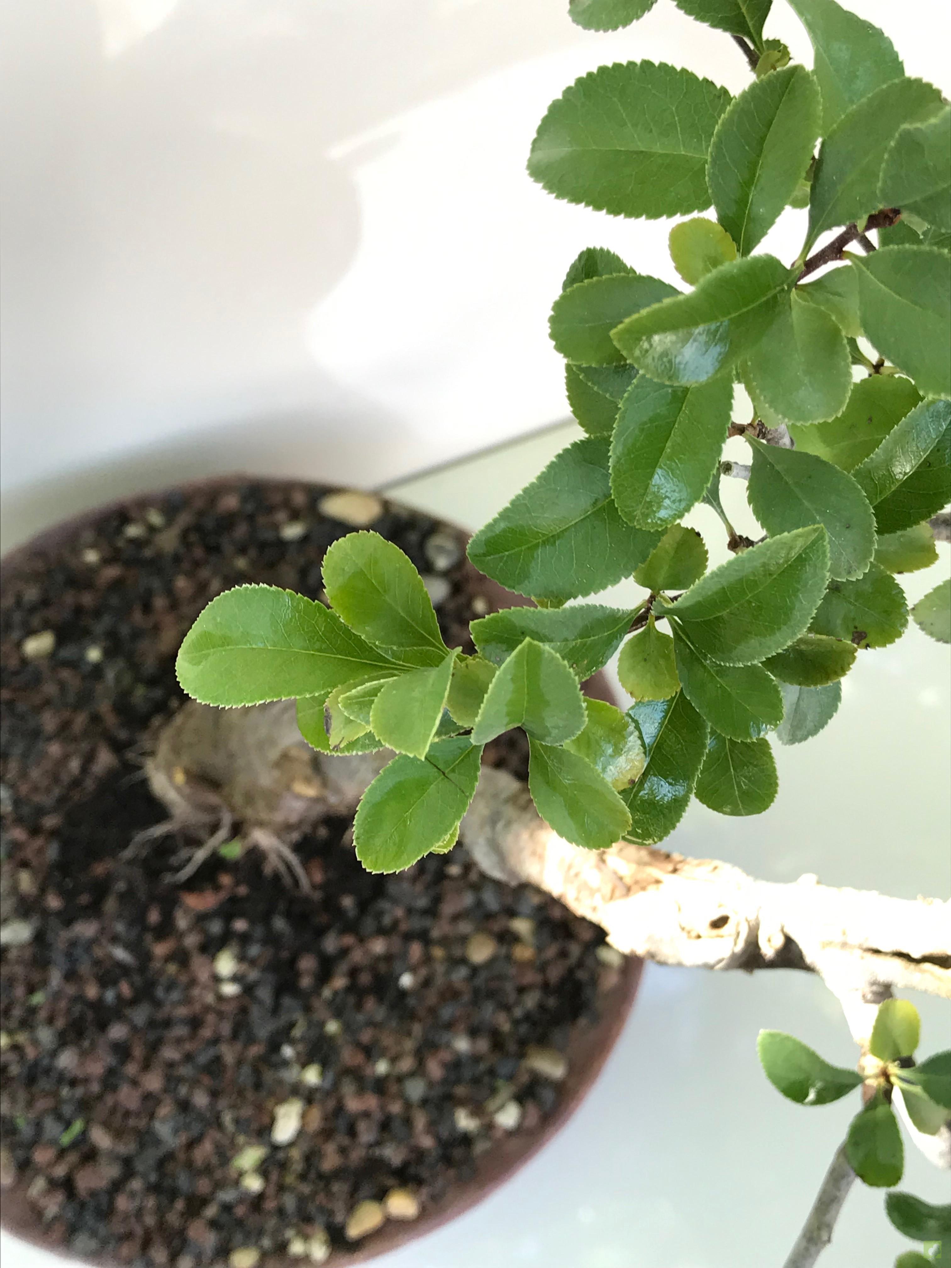 BONSAI CHAENOMELES CHOJUBAI BONSAI CHAENOMELES CHOJUBAI