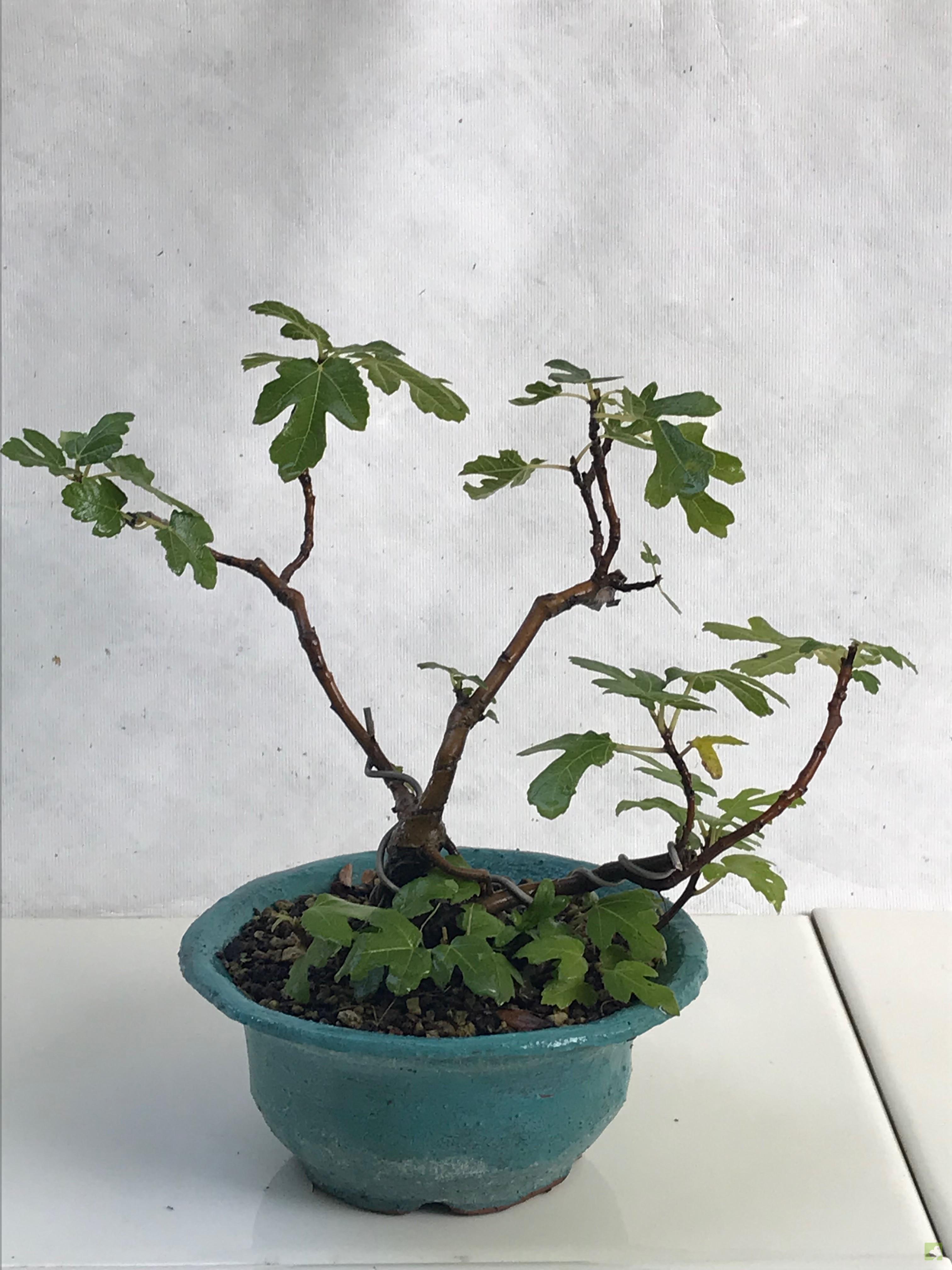 BONSAI HIGUERA BONSAI HIGUERA