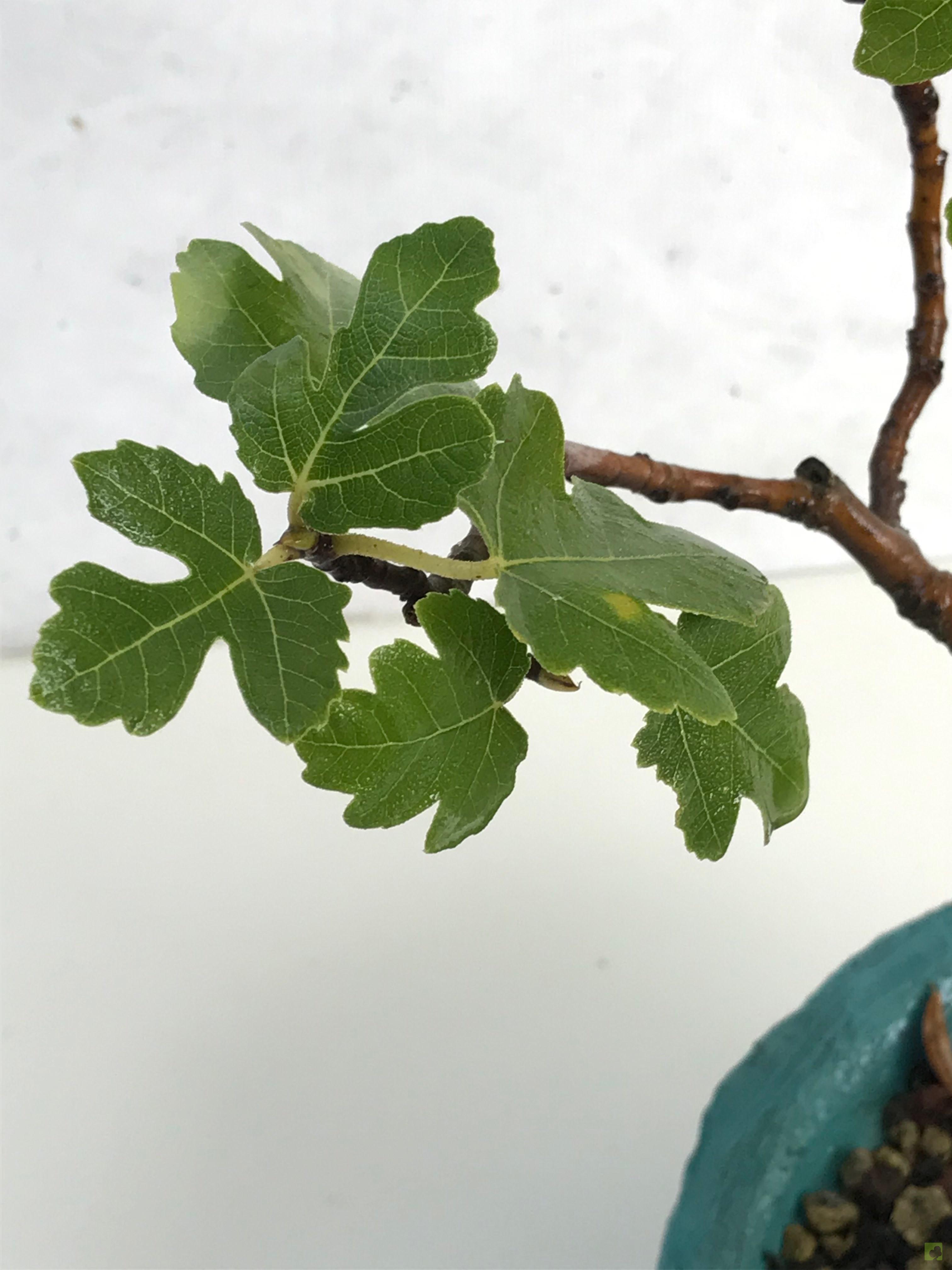 BONSAI HIGUERA BONSAI HIGUERA