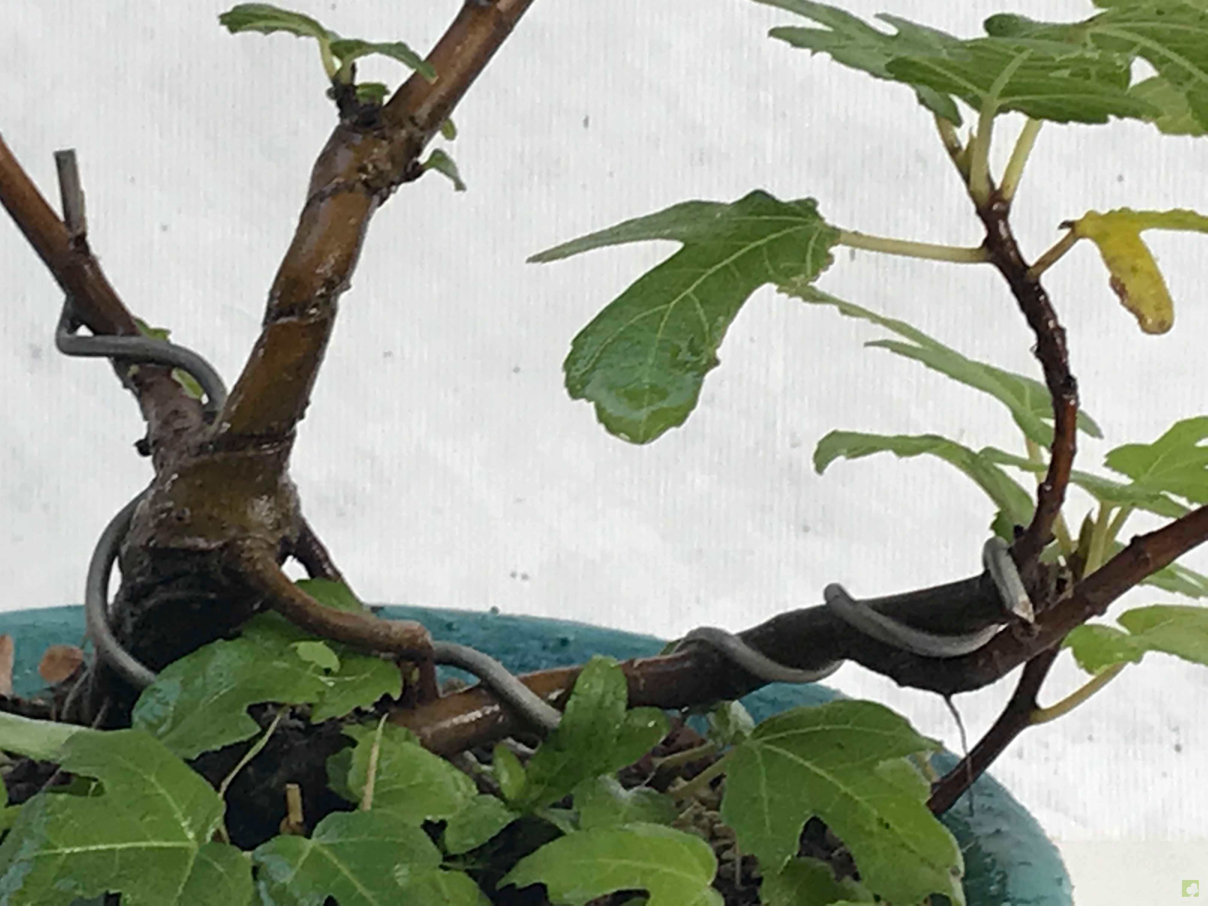 BONSAI HIGUERA BONSAI HIGUERA