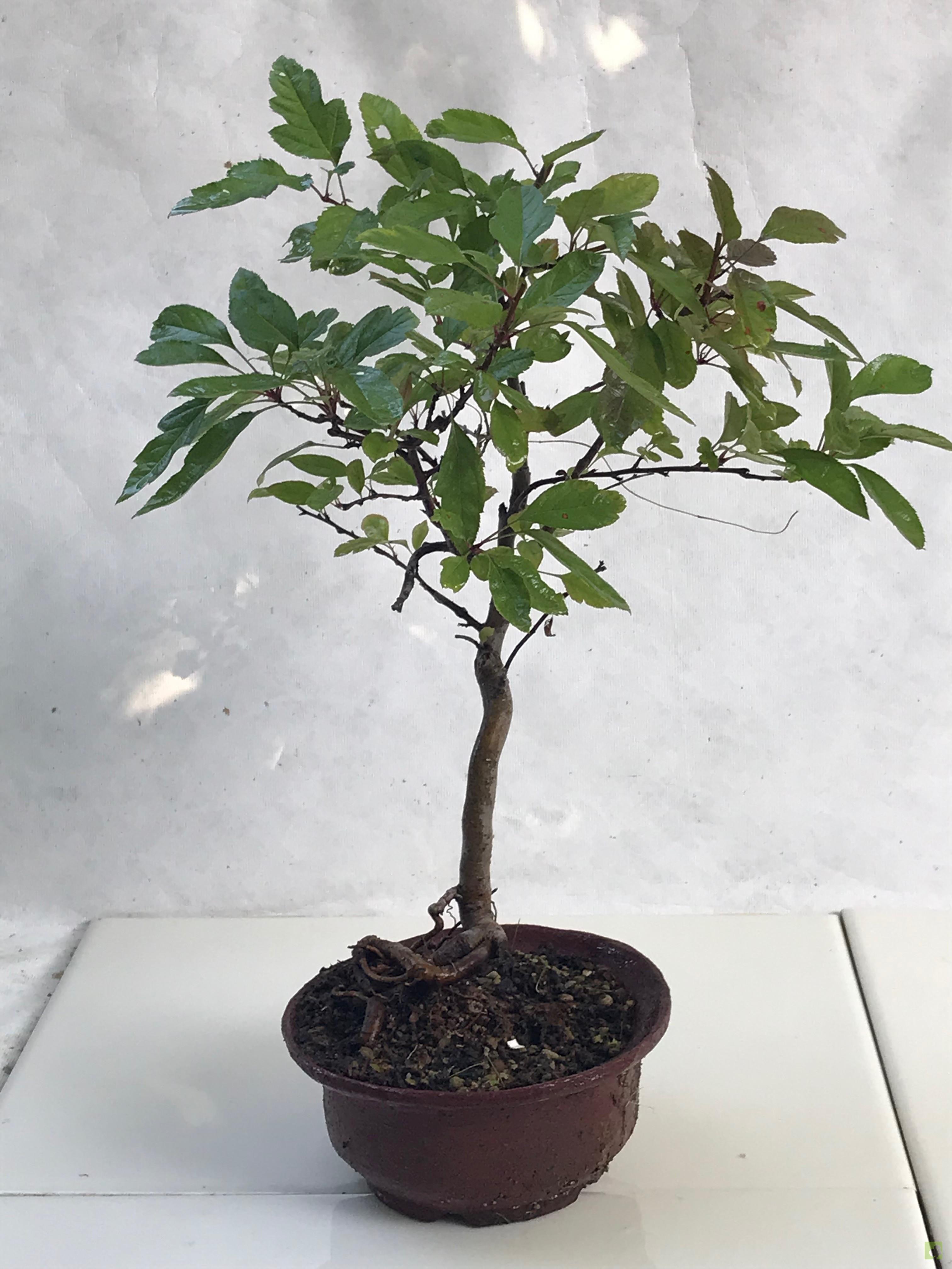 BONSAI MALUS SIEBOLDII BONSAI MALUS SIEBOLDII