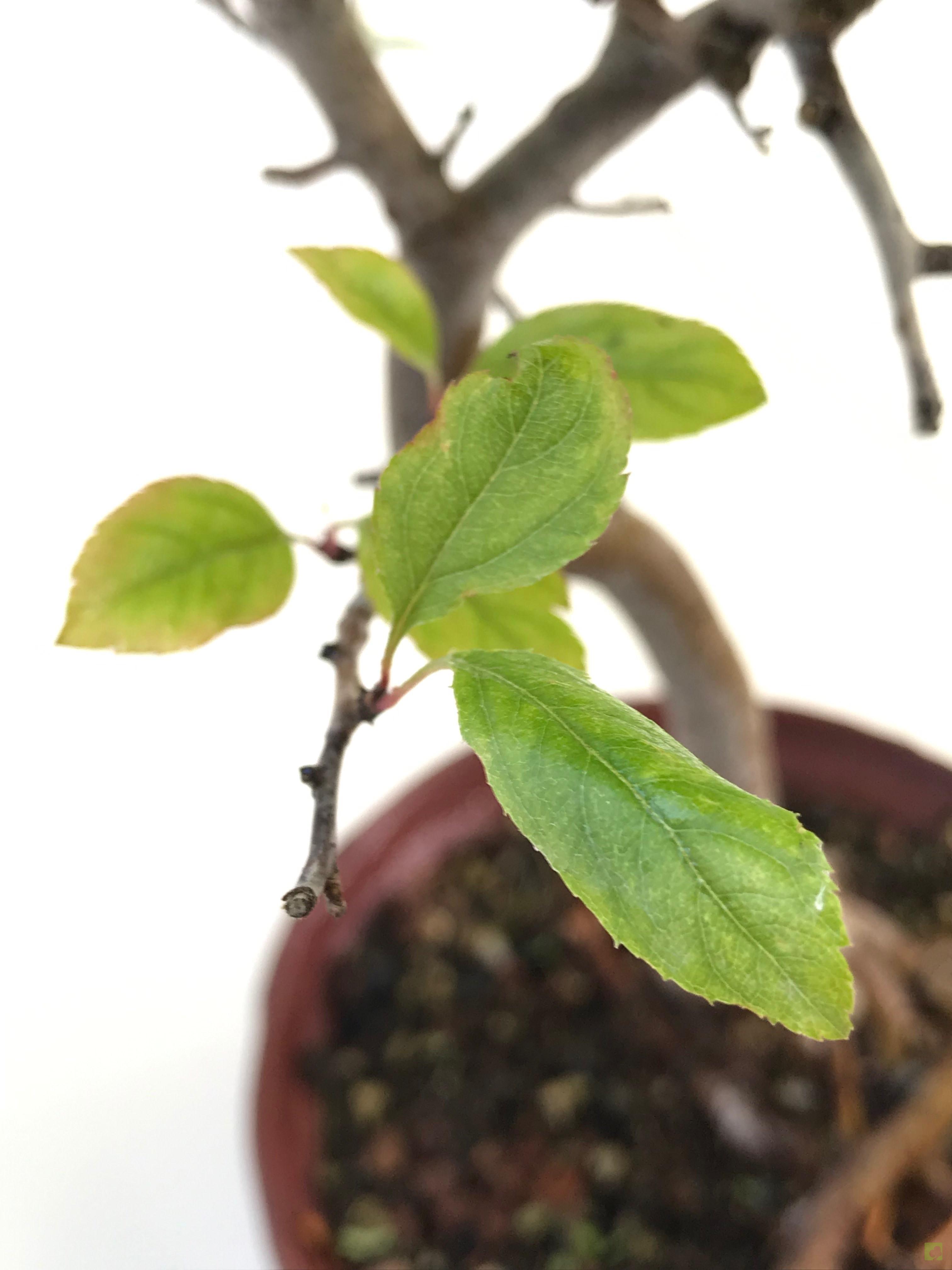 BONSAI MALUS SIEBOLDII BONSAI MALUS SIEBOLDII