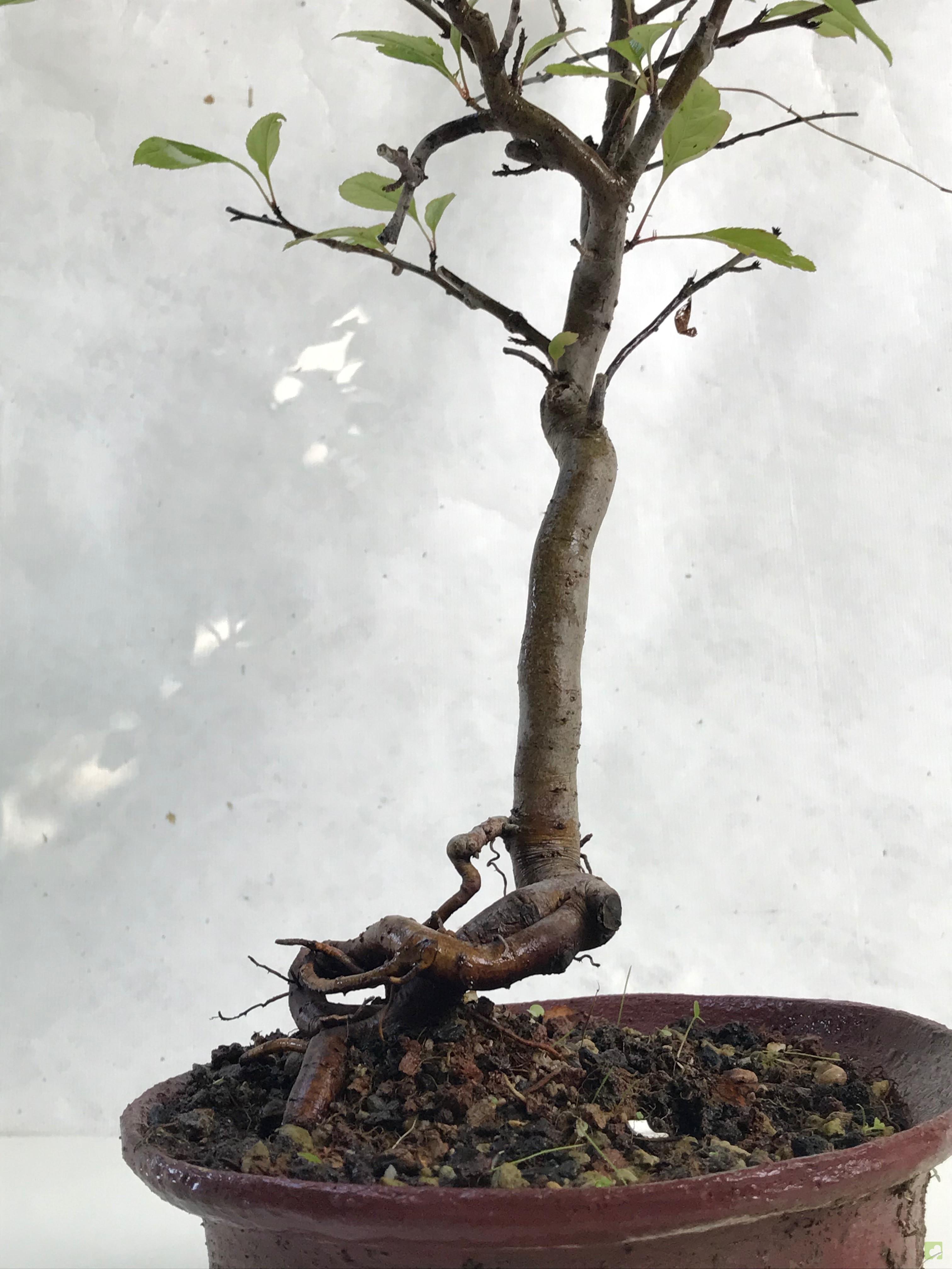 BONSAI MALUS SIEBOLDII BONSAI MALUS SIEBOLDII