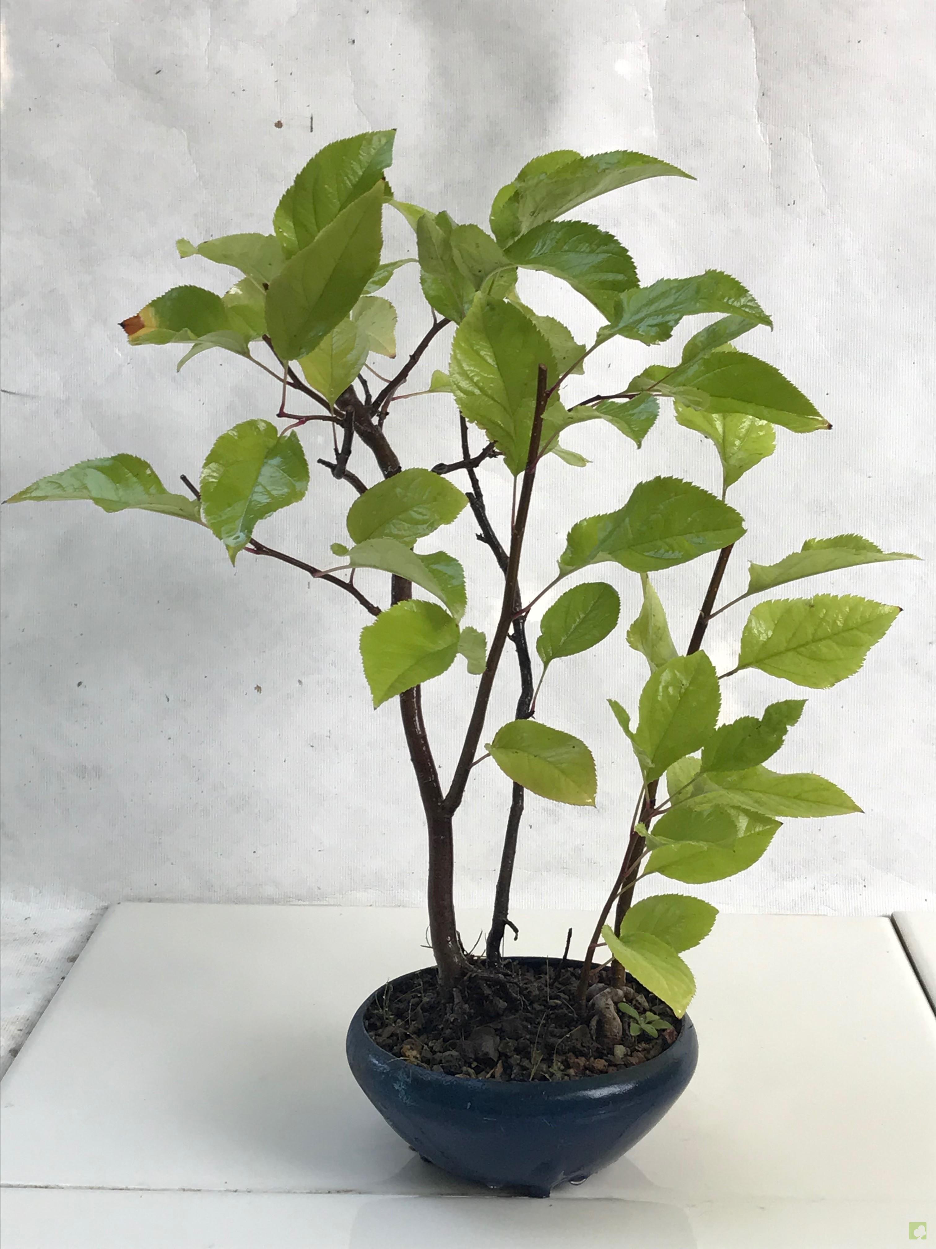 BOSQUE MALUS SIEBOLDII BOSQUE MALUS SIEBOLDII