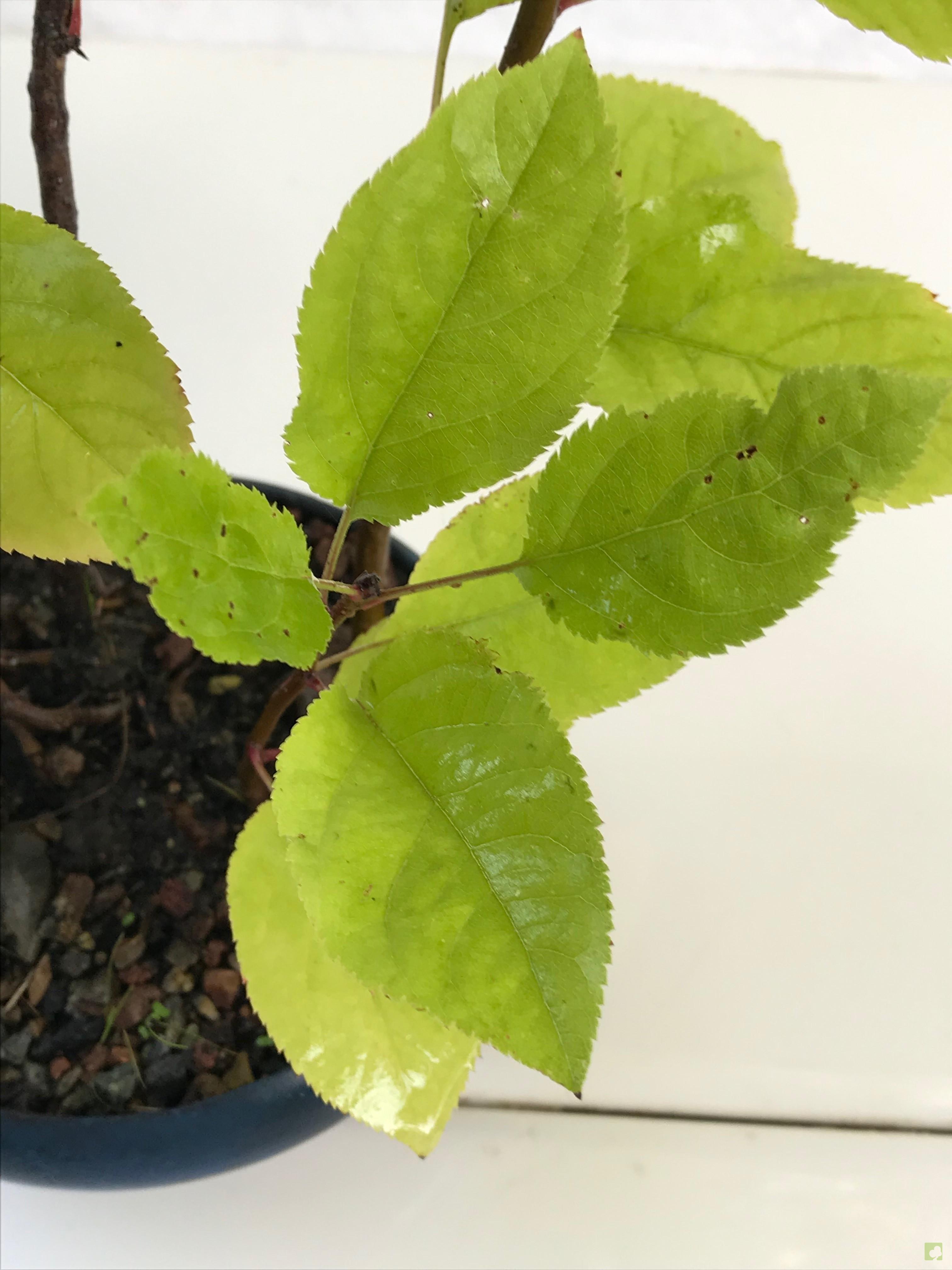 BOSQUE MALUS SIEBOLDII BOSQUE MALUS SIEBOLDII