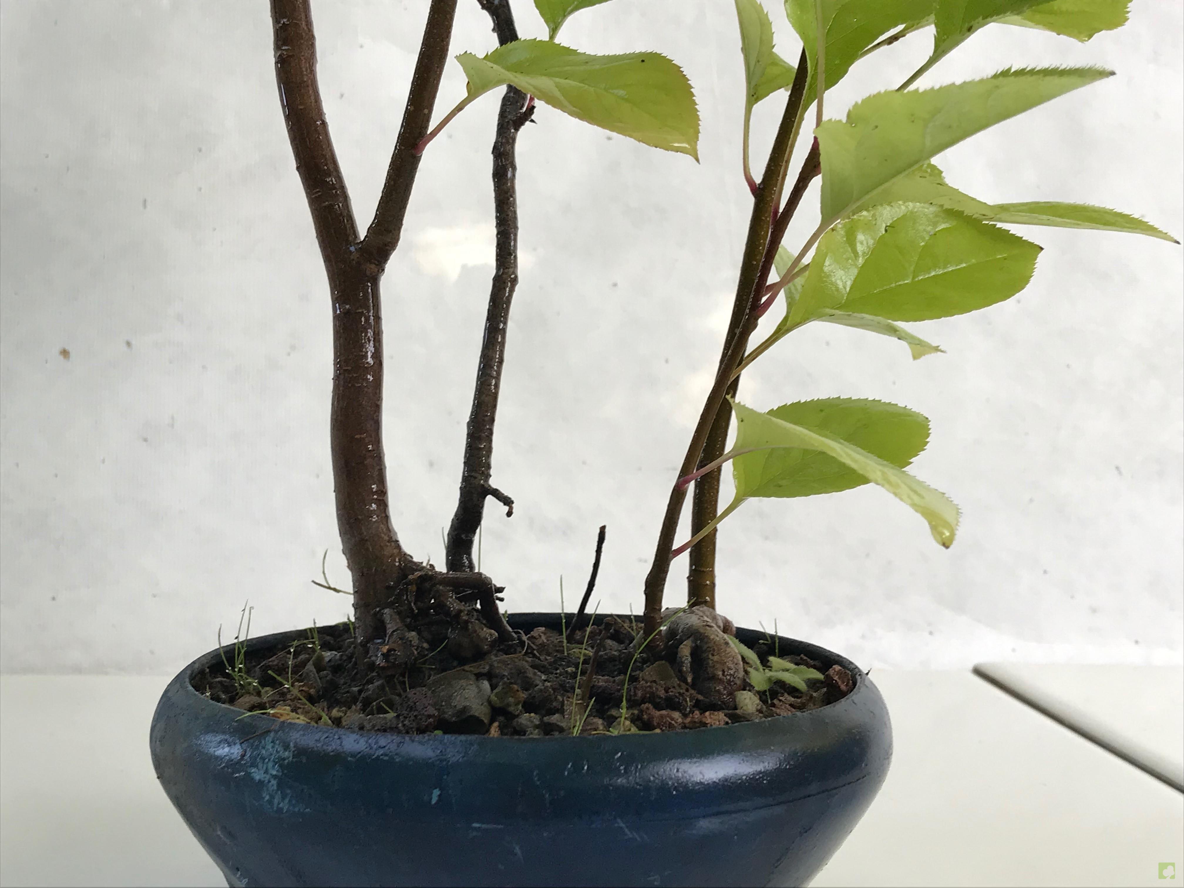 BOSQUE MALUS SIEBOLDII BOSQUE MALUS SIEBOLDII