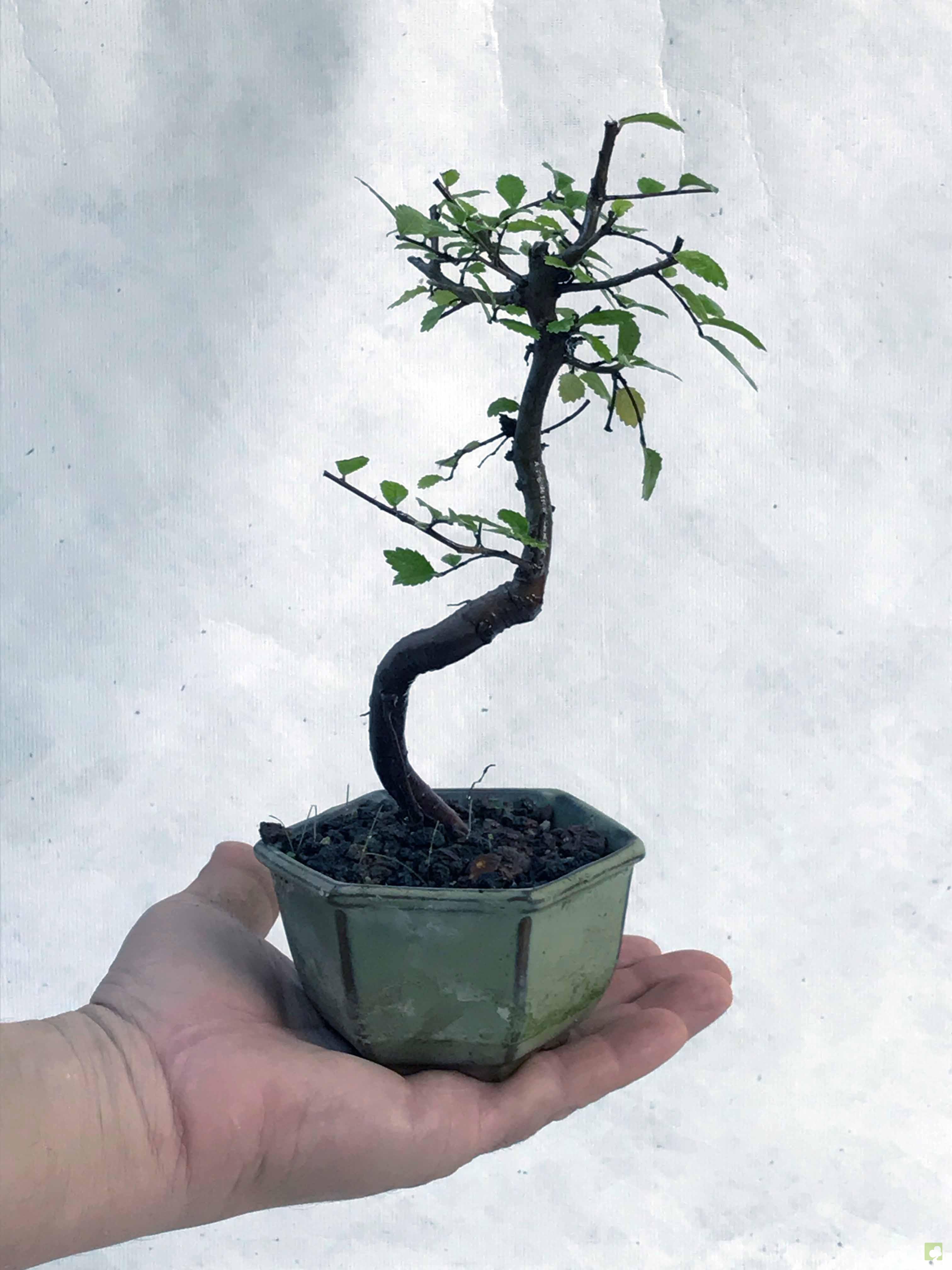 MAME ZELKOVA NIRE MAME ZELKOVA NIRE