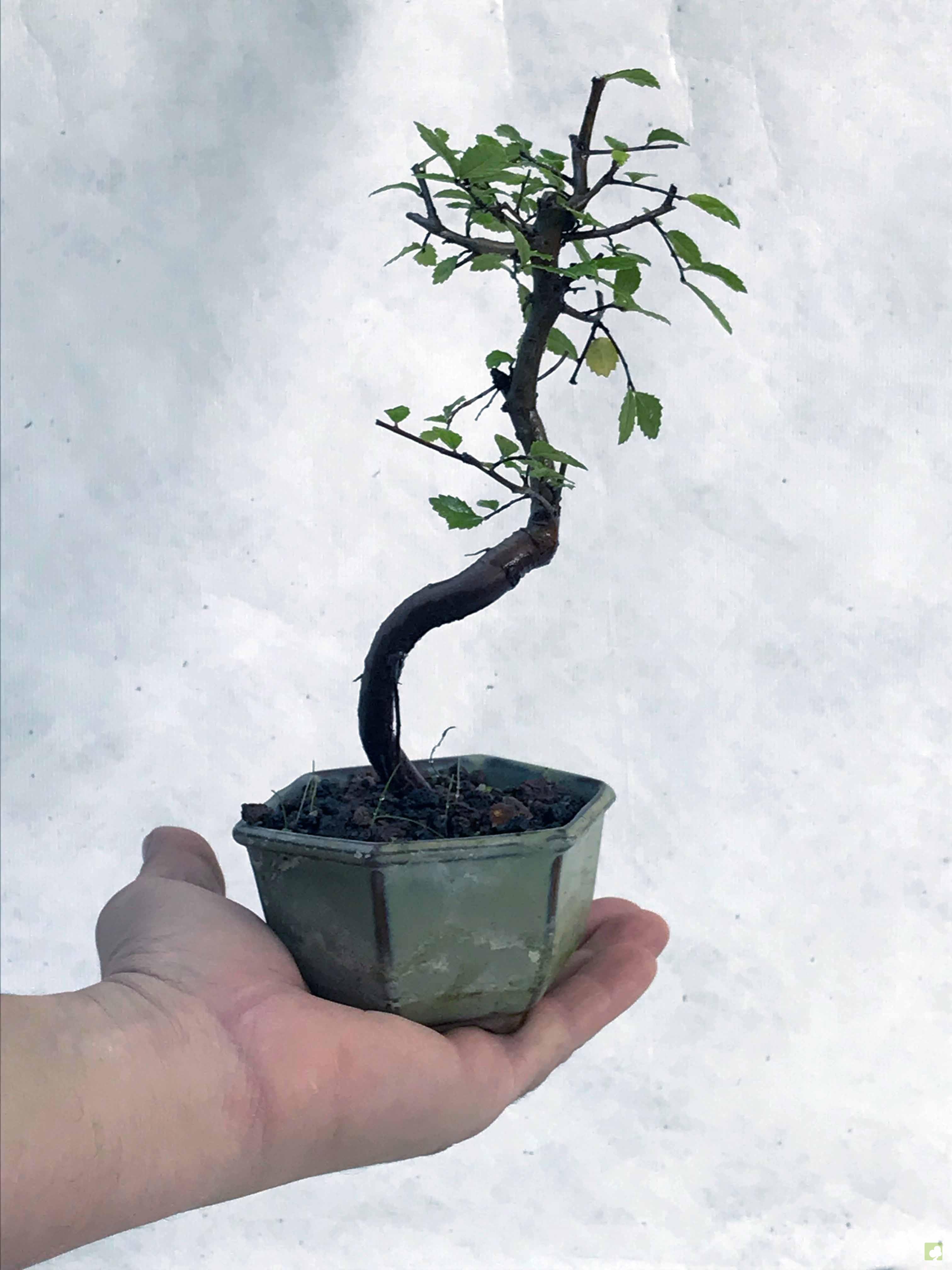 MAME ZELKOVA NIRE MAME ZELKOVA NIRE